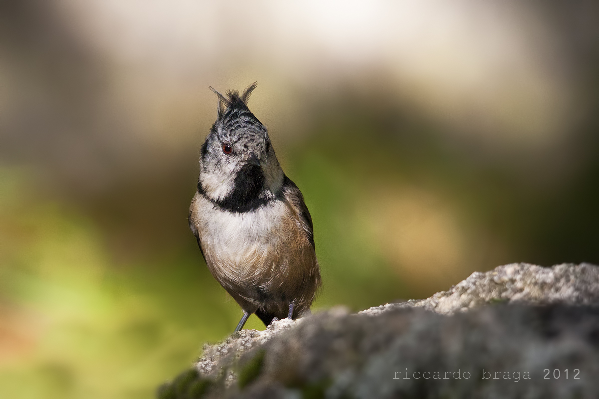Crested Tit
