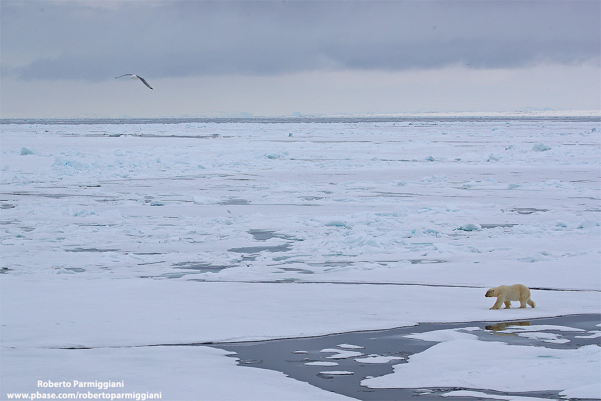 Un mondo di ghiaccio