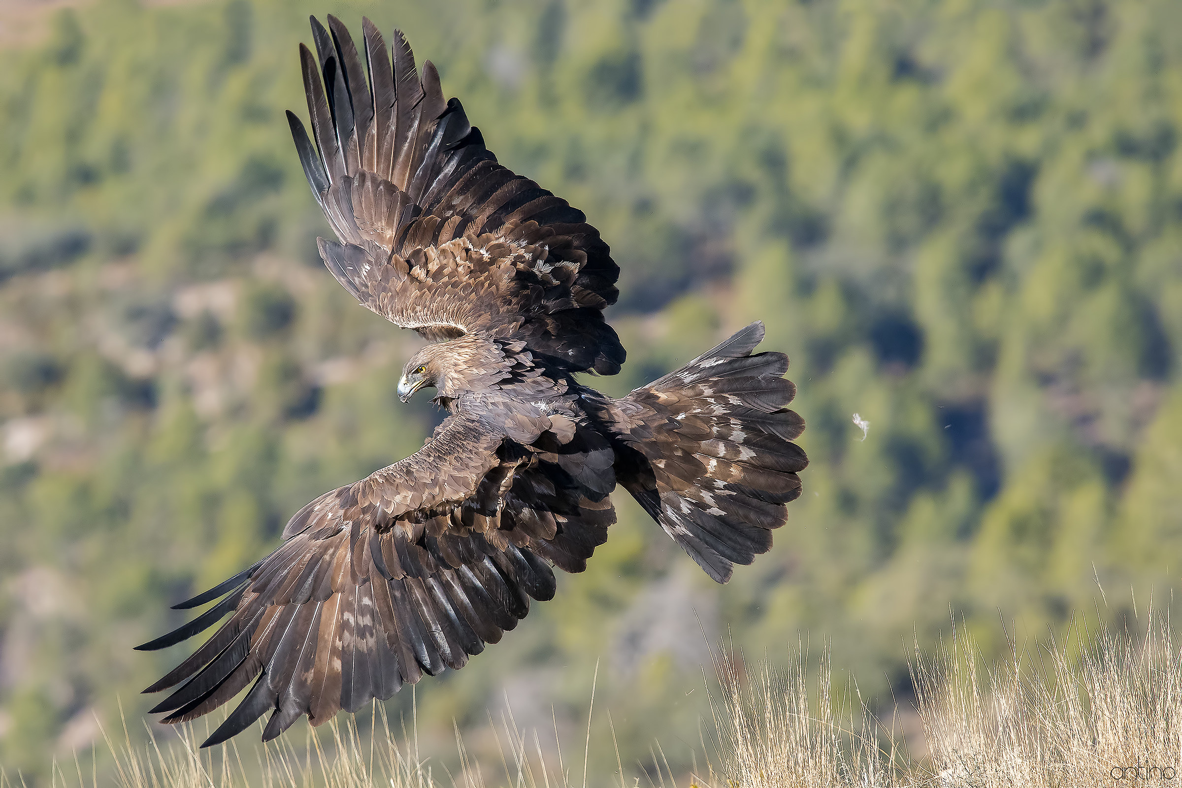 Golden Eagle