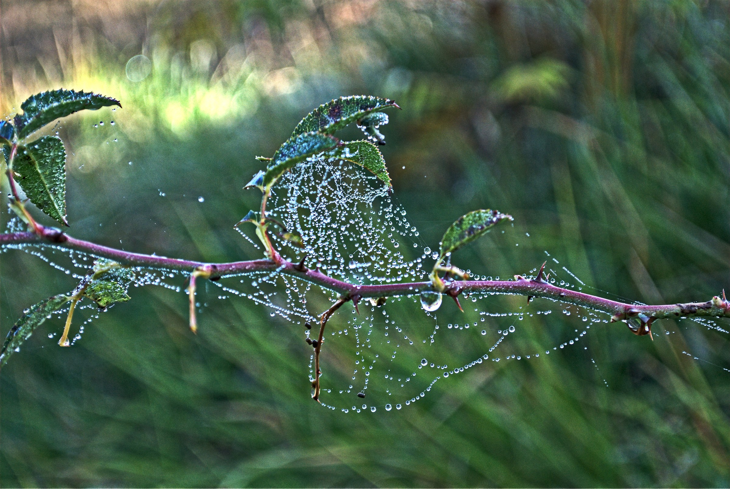 Dew