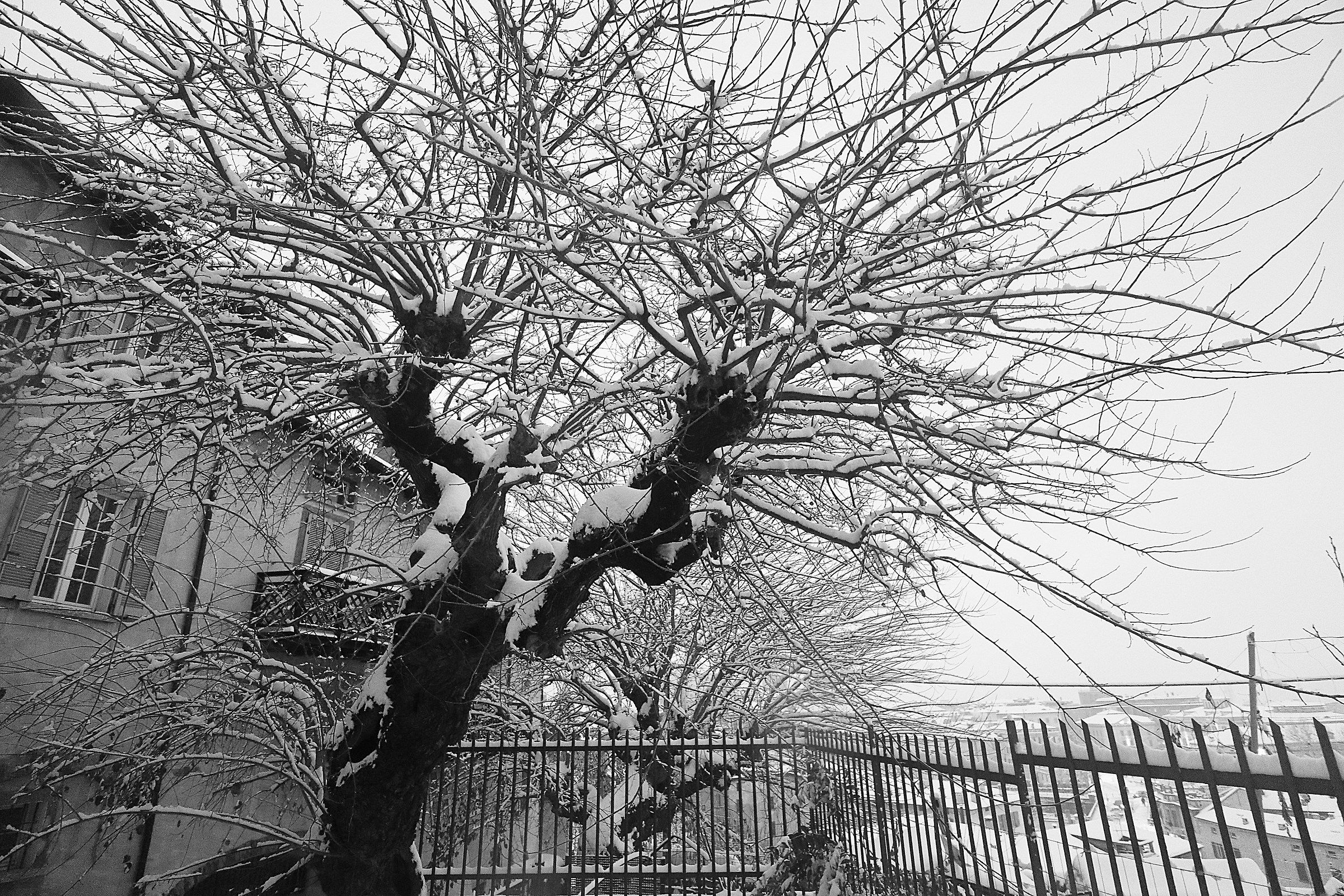 mulberries under the snow