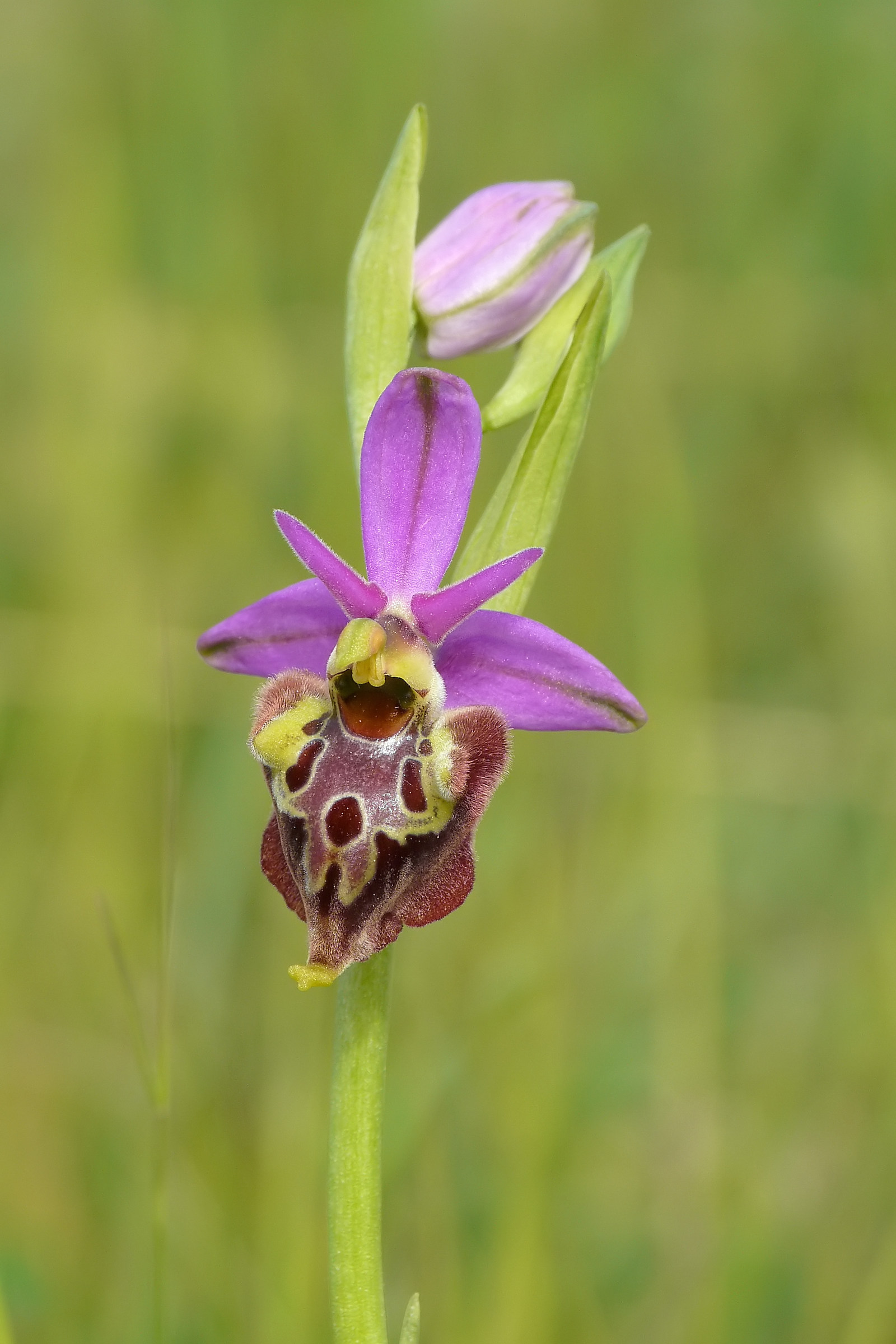 Ophrys apulica