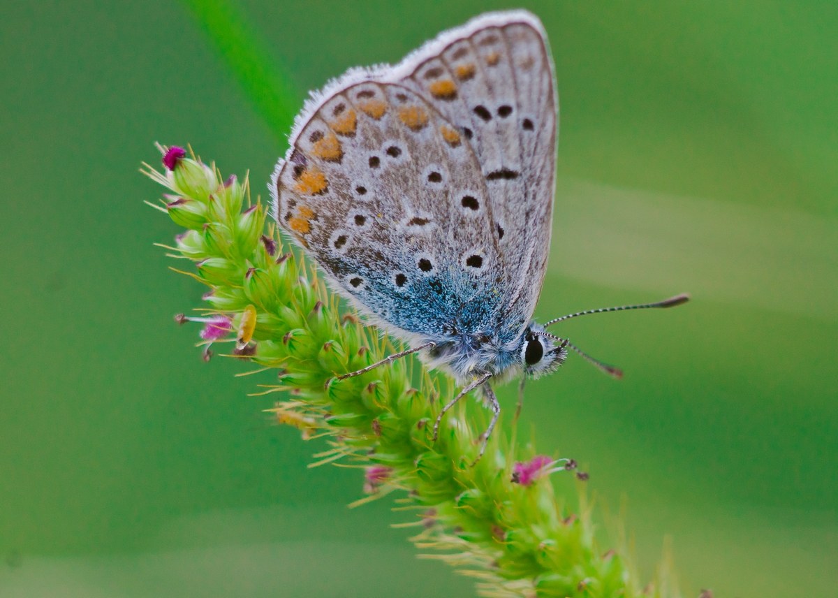 macro con jupiter 37a intubato