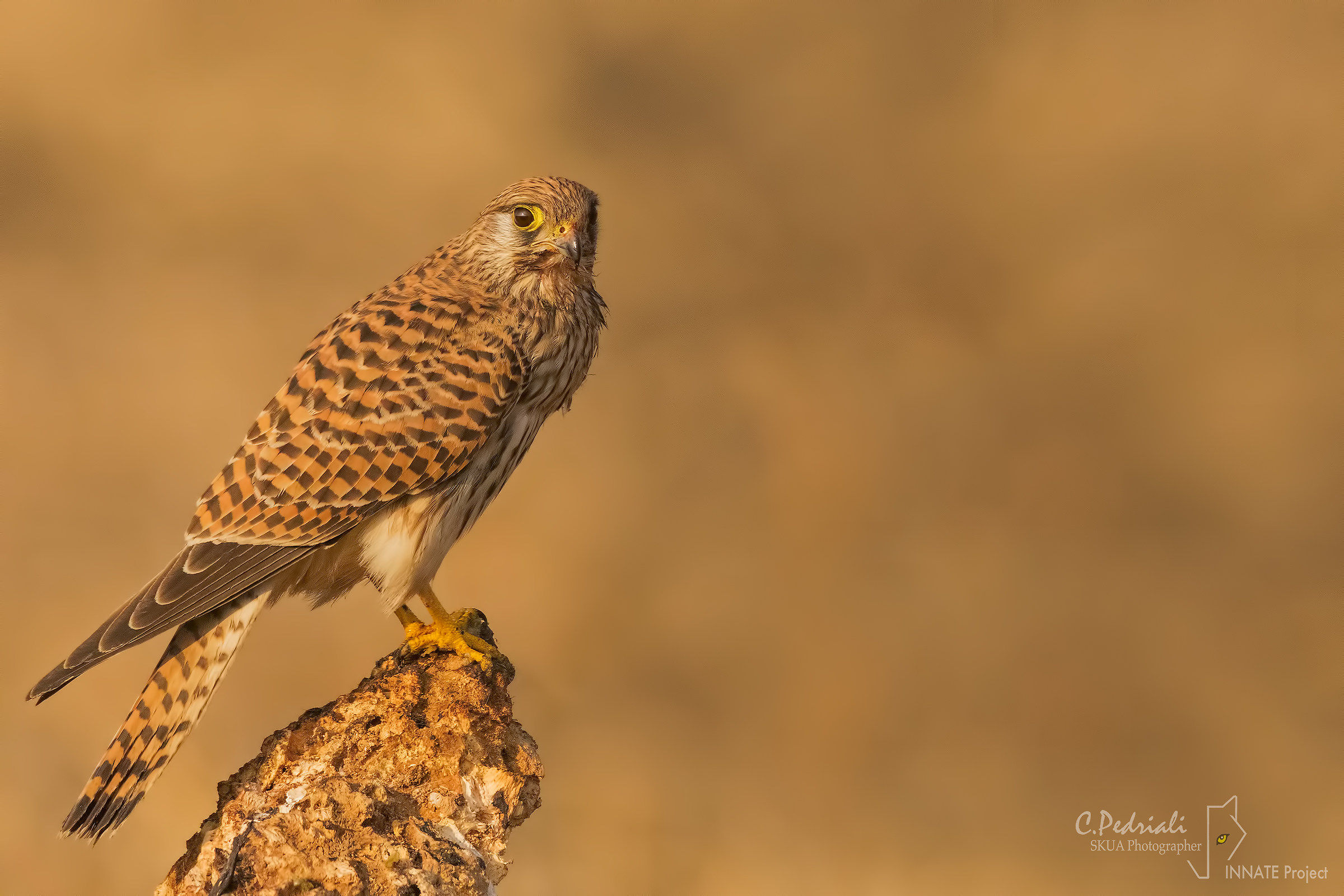 It was not me ... (Gheppio f)