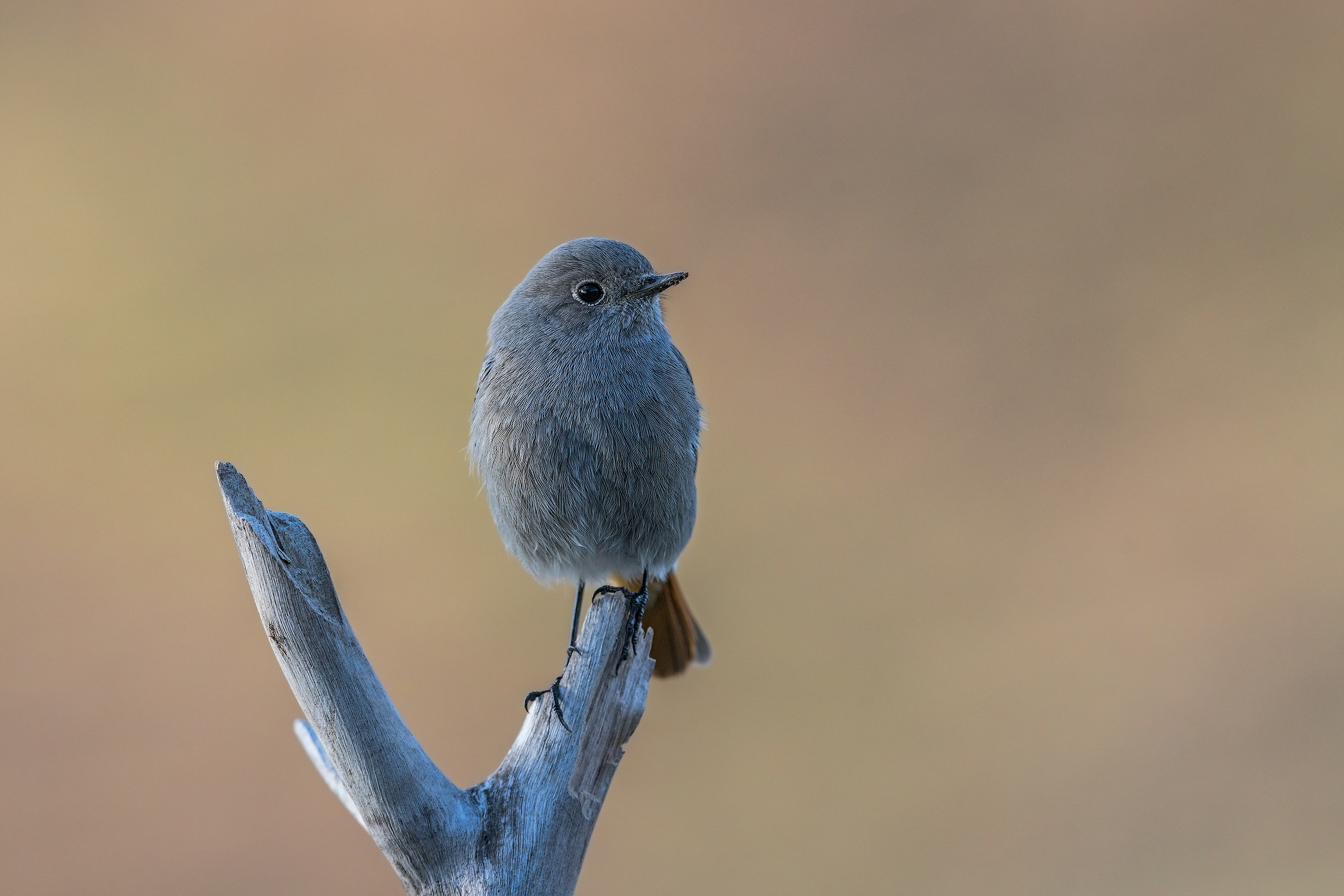 Redstart chimney sweep