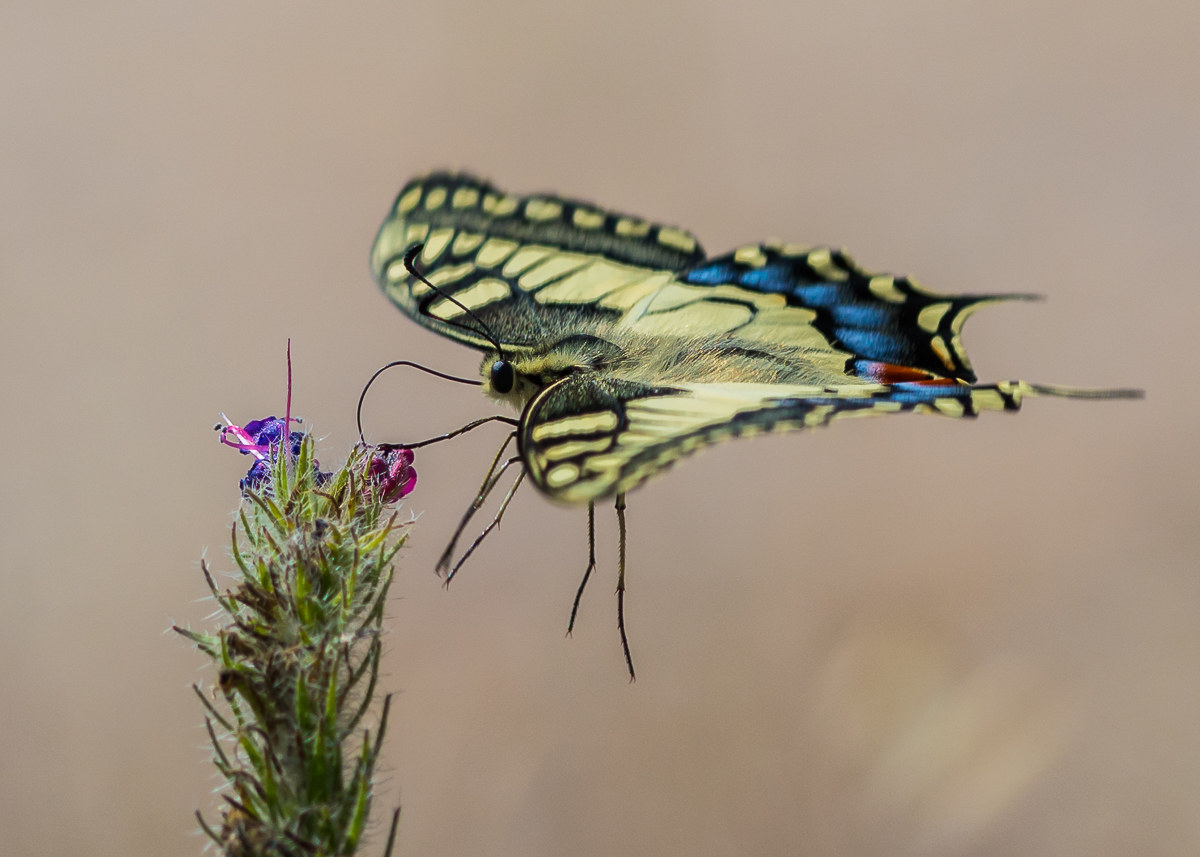 Swallowtail