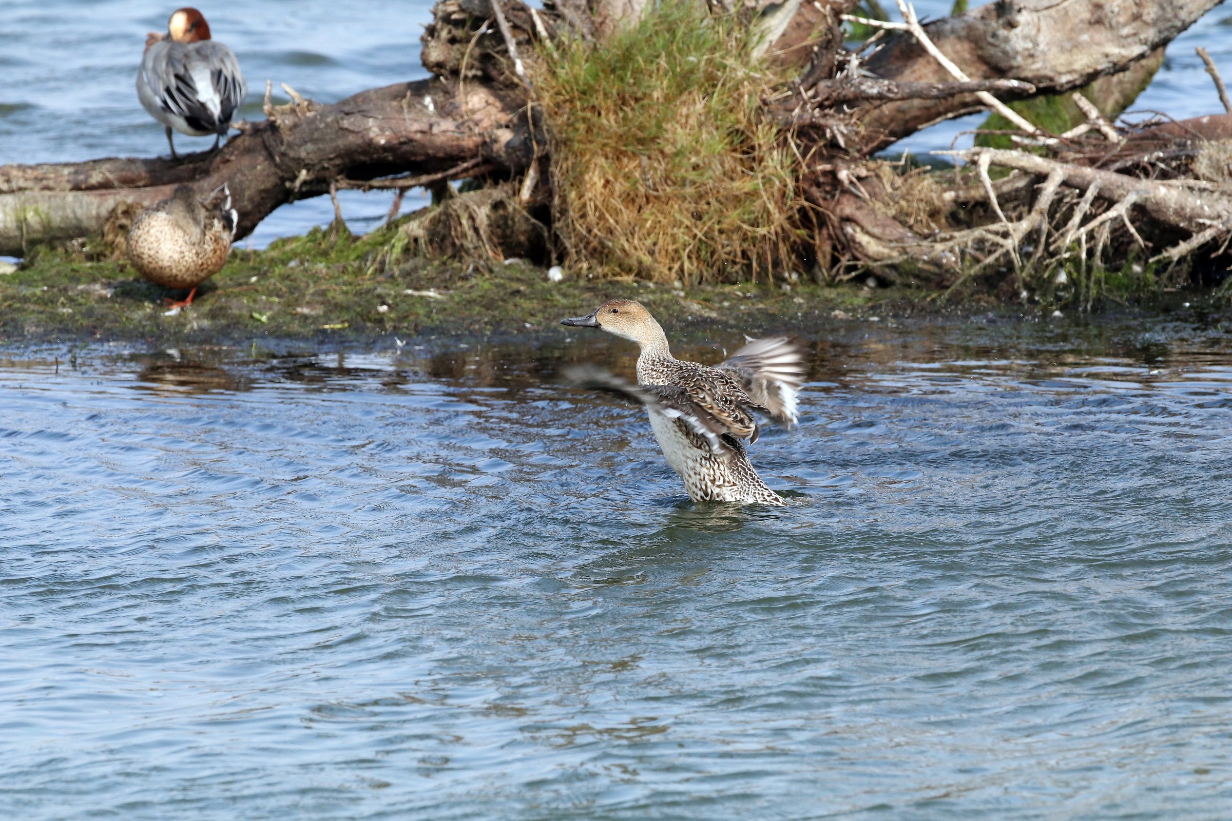 Northern Pintail