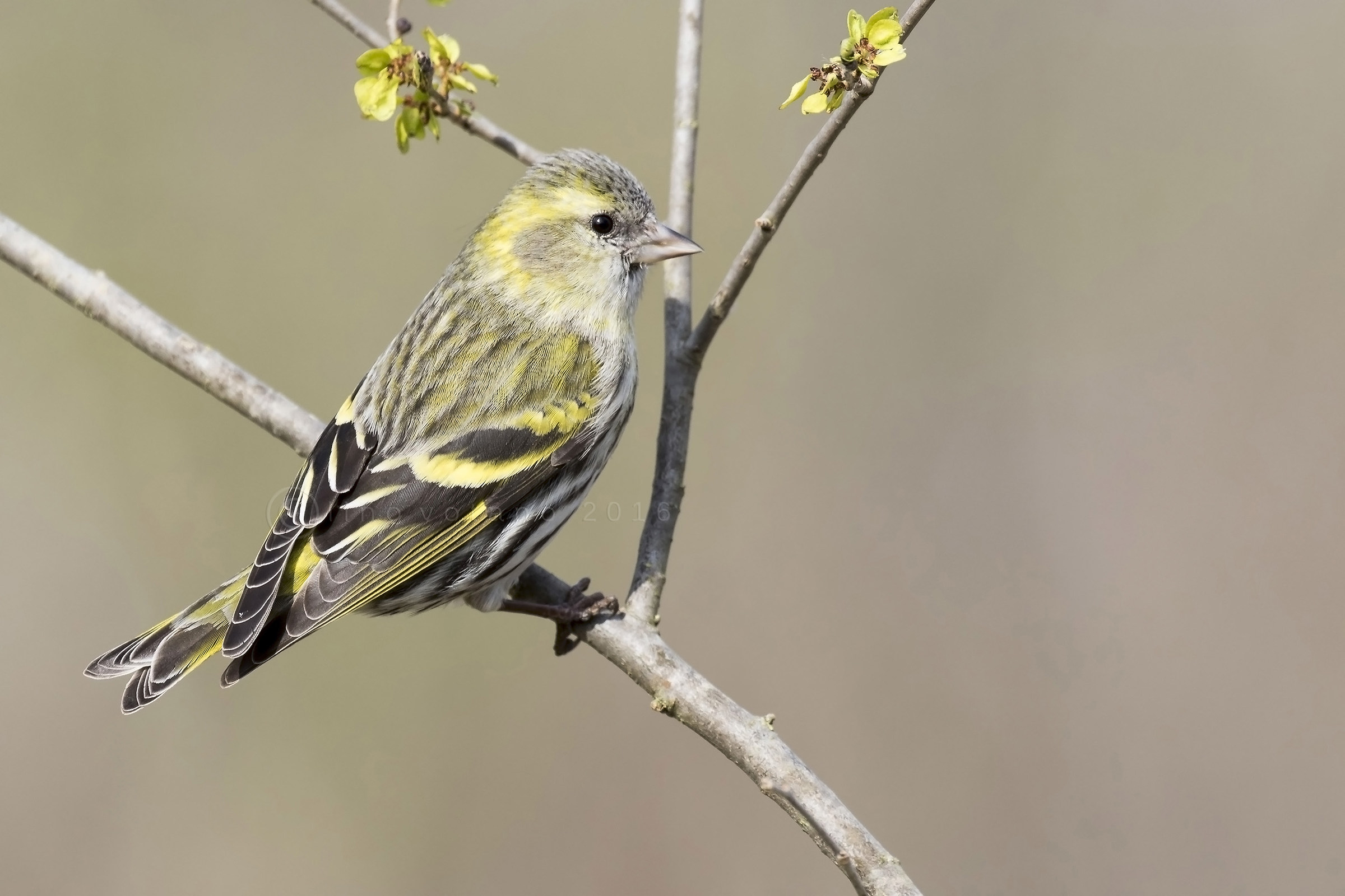 Lucherino (Carduelis spinus)