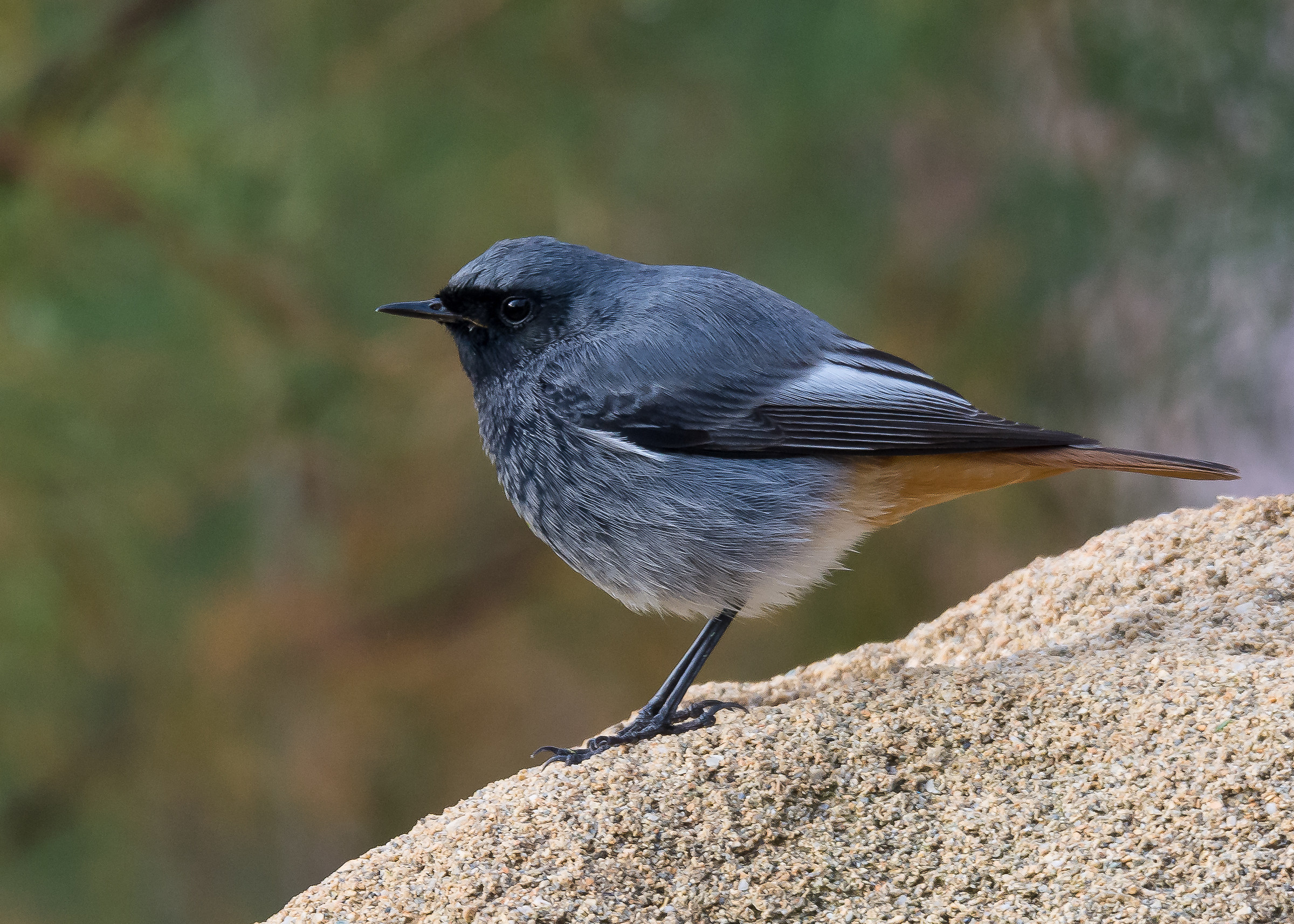 Black Redstart (male)