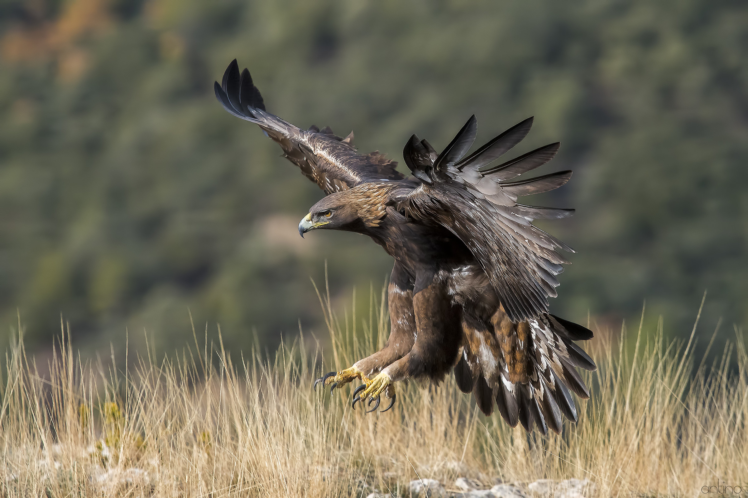 Golden Eagle