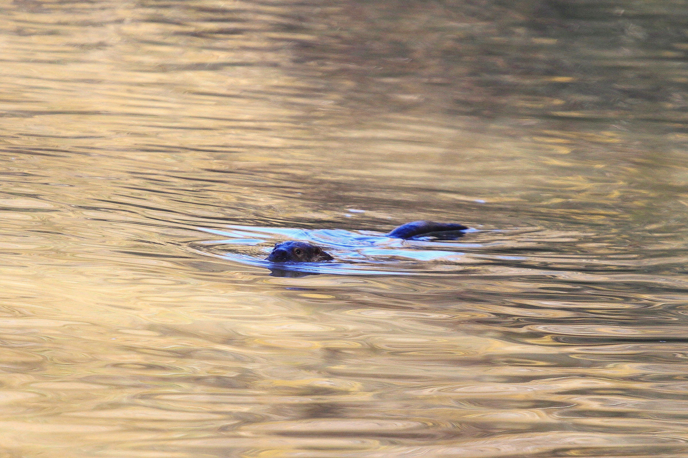 document photo: the otter in Persano !!!