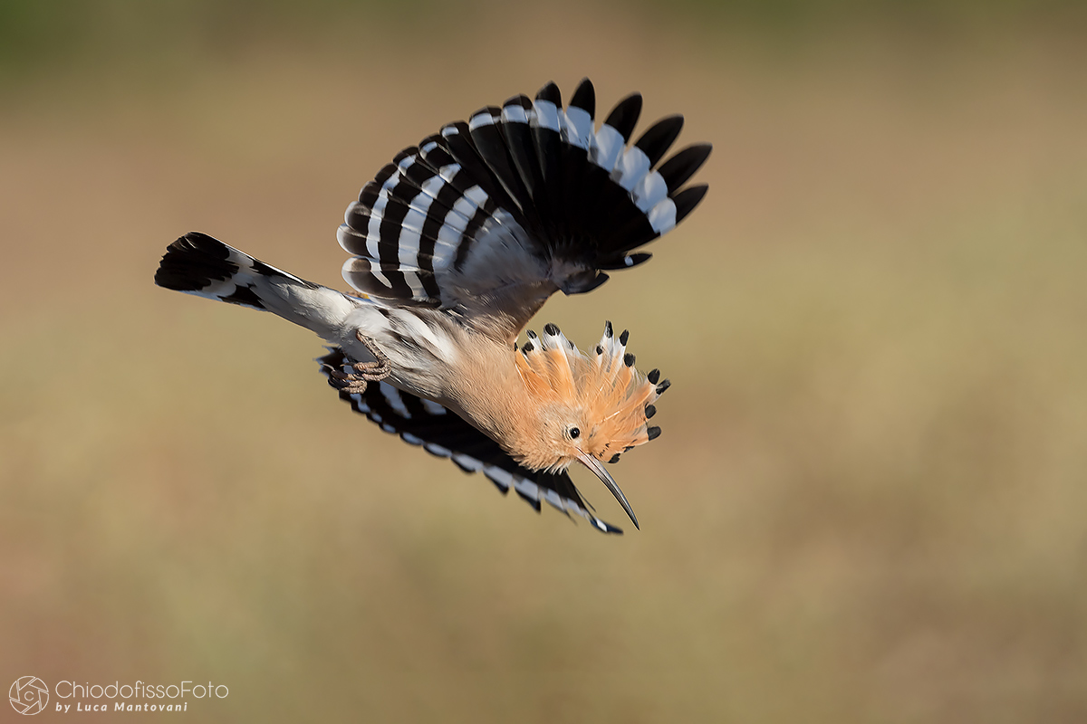 Upupa in "picchiata" verso la pappa