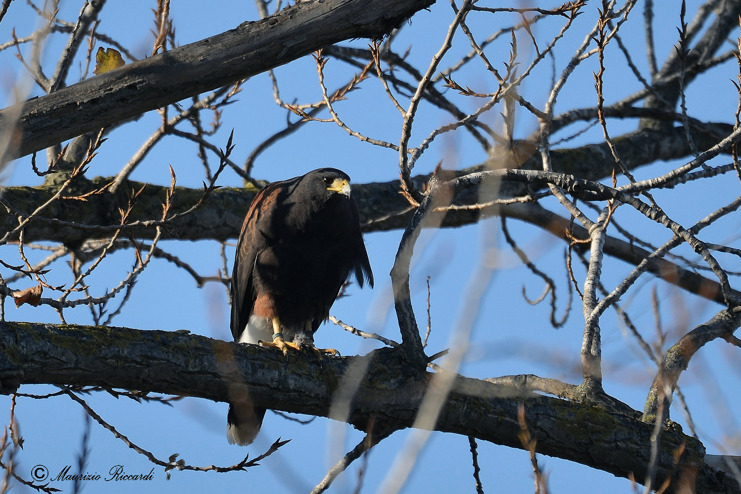 Harris's buzzard