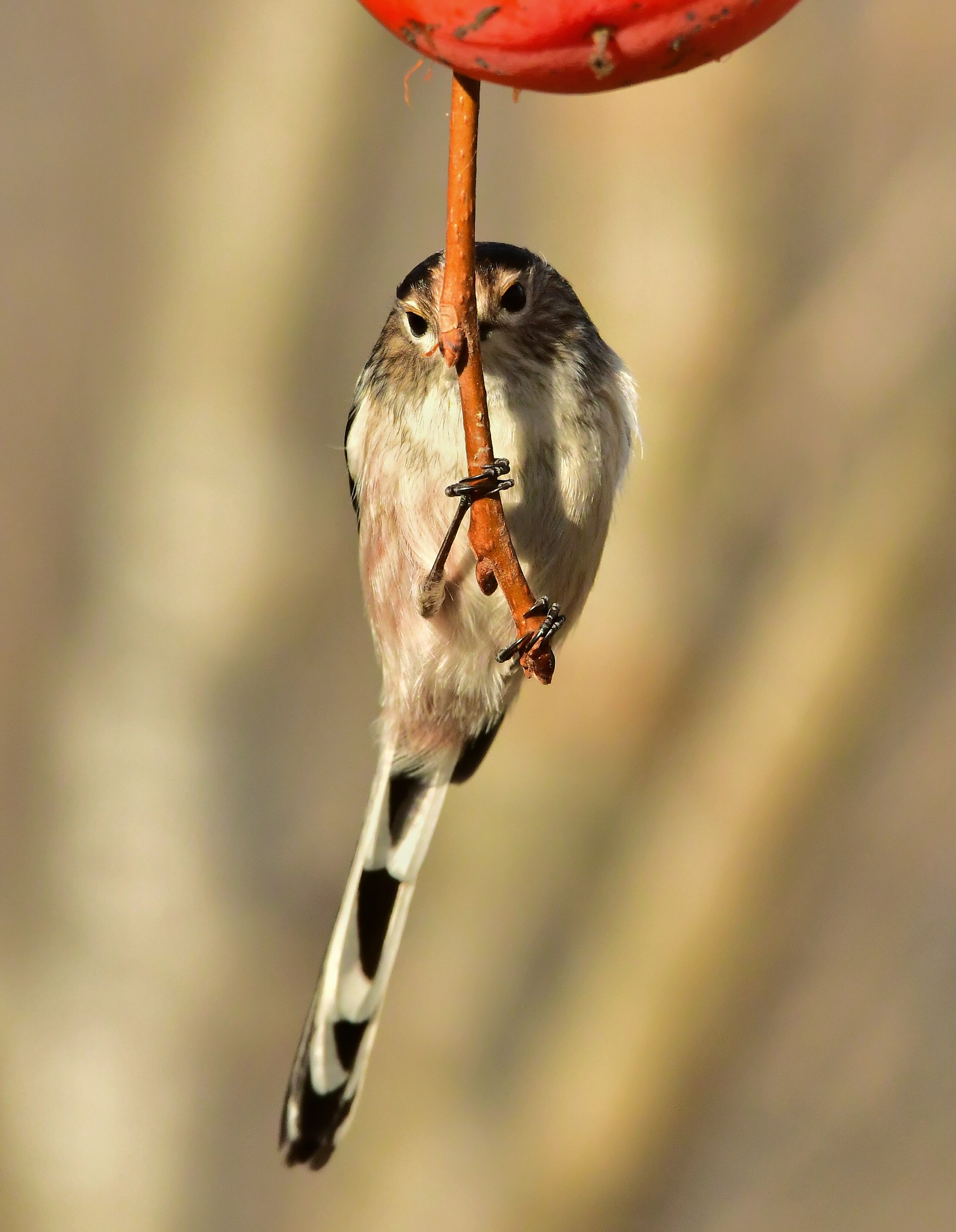 Long-tailed Tit