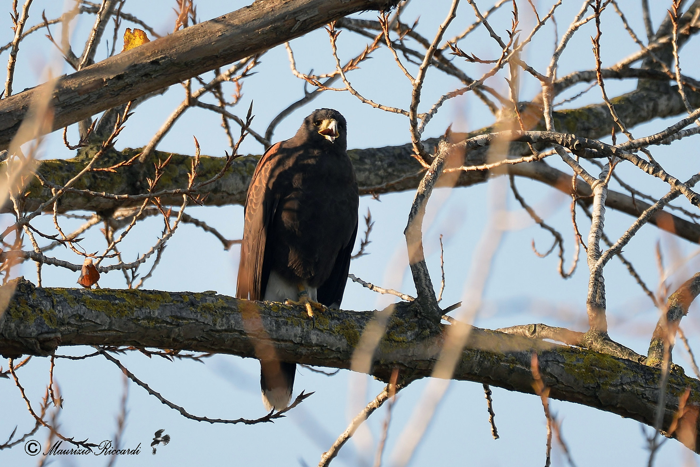 Harris's buzzard
