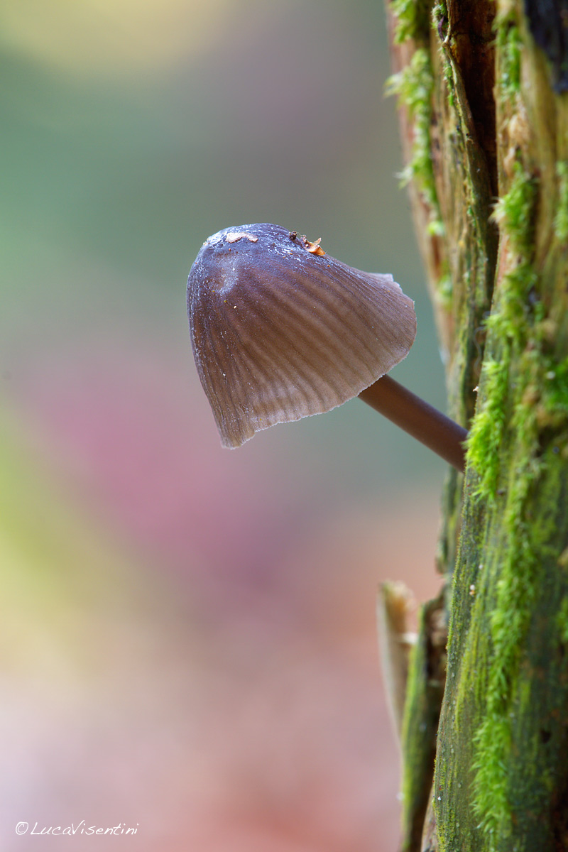 another mushroom unknown to me ...