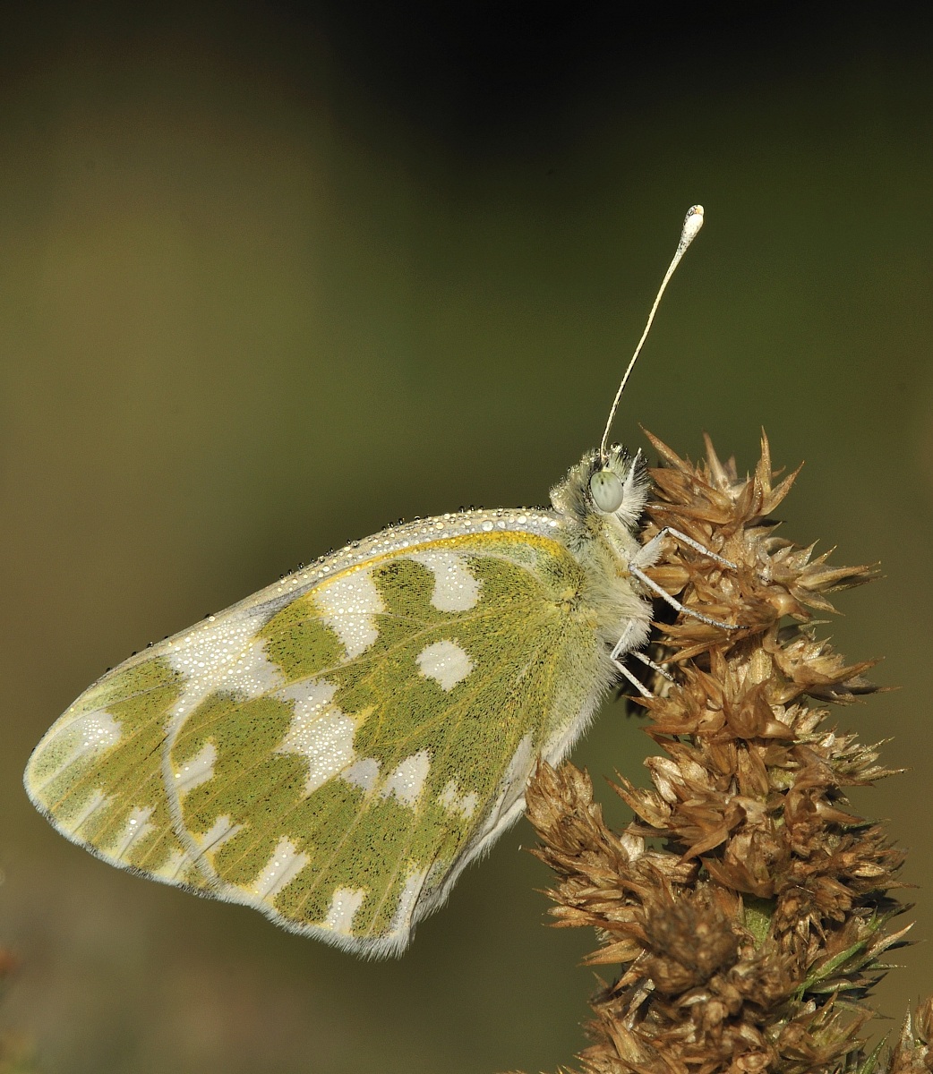 Pontia Edusa (Fabricius, 1777)