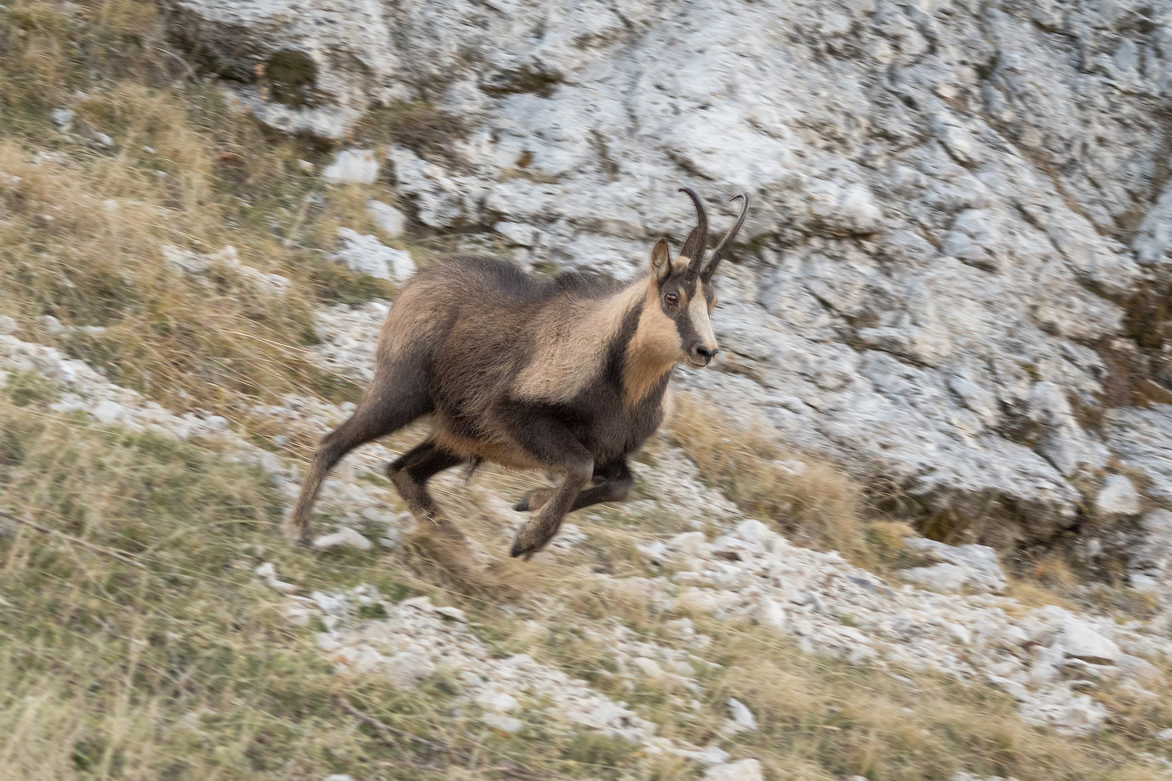 Camoscio appenninico