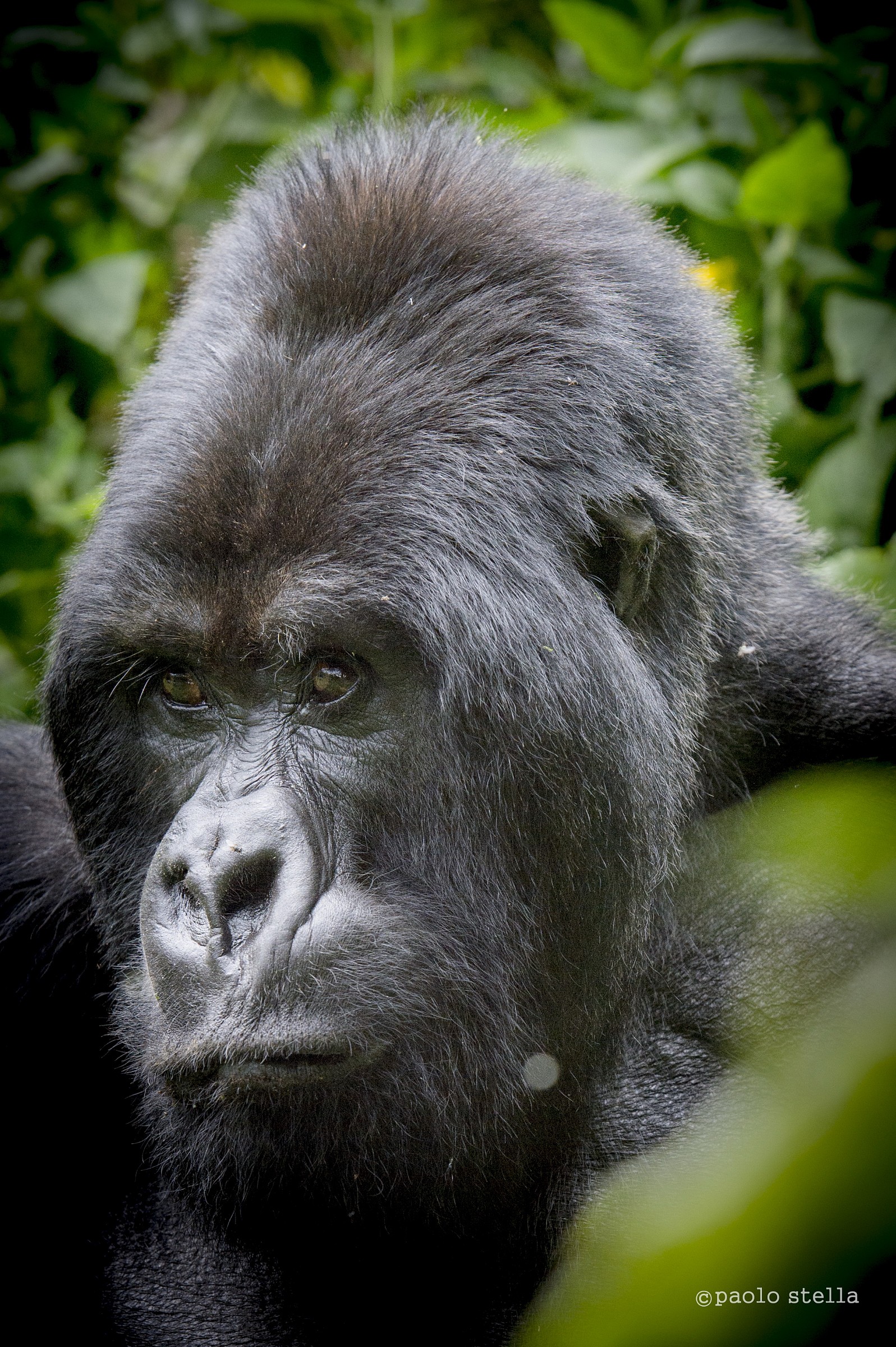 i am Guhonda, the Boss