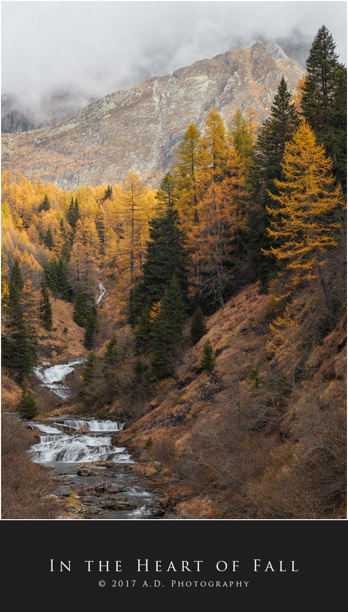 In the Heart of Fall