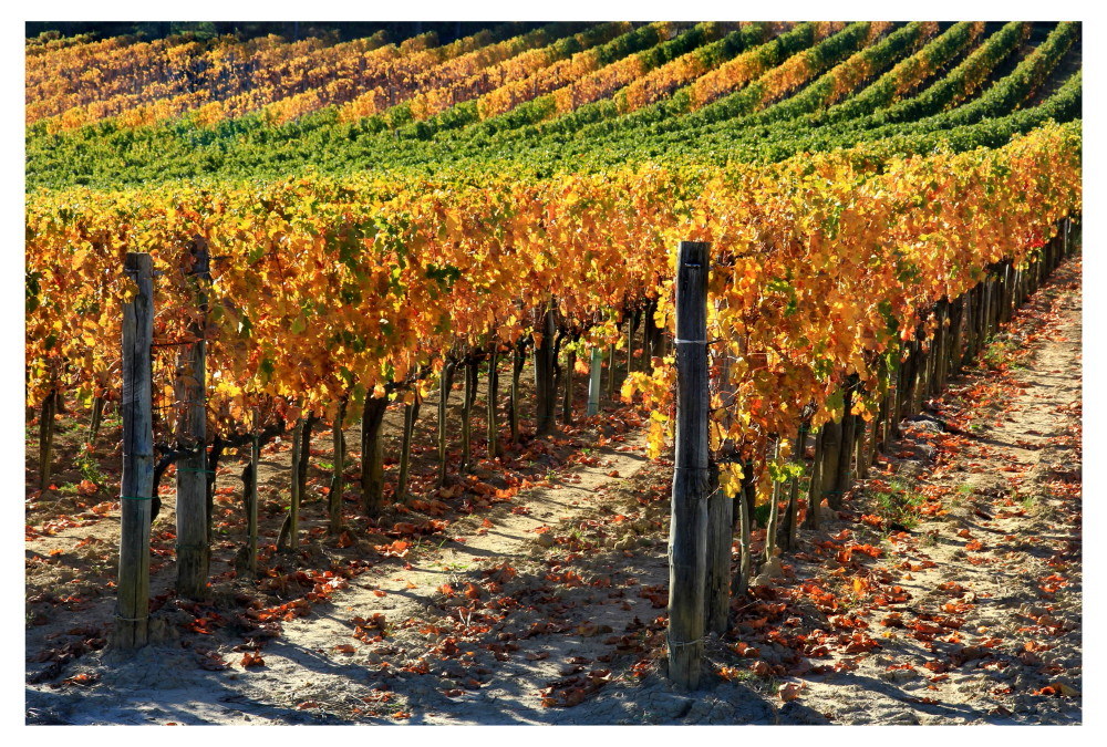 Where Brunello di Montalcino is born_02