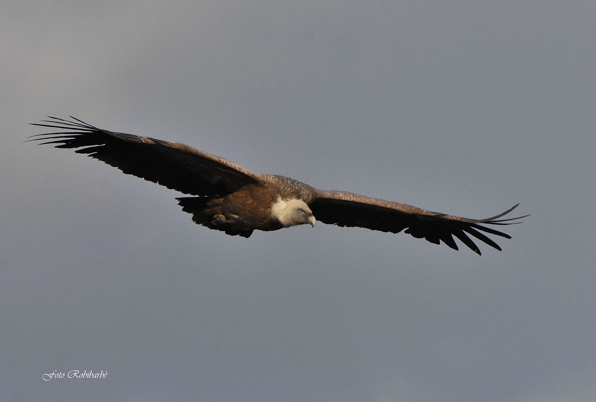 Griffon ... threatening sunset ...