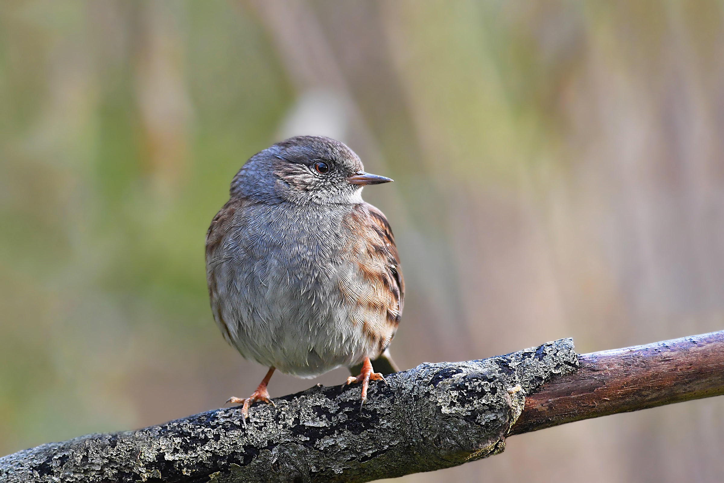 Feathered meetings ... in the rain (Passera scopaiola)