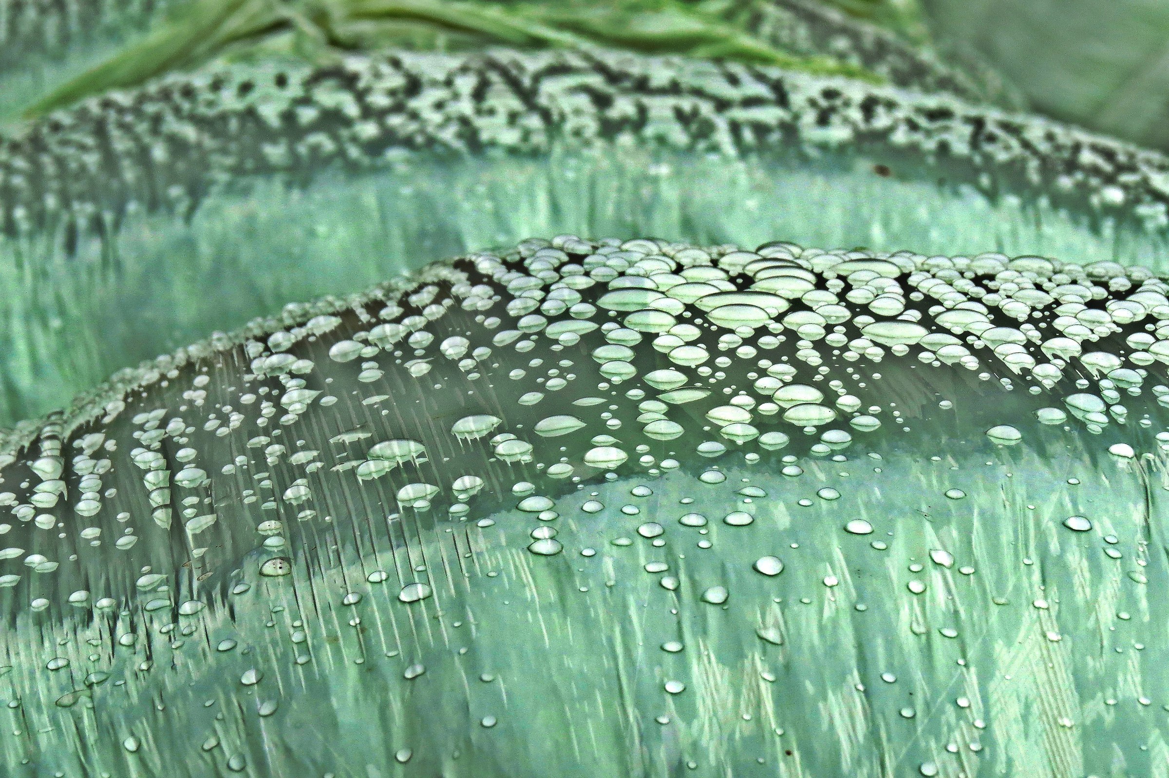 2003 - the assembly of pearls