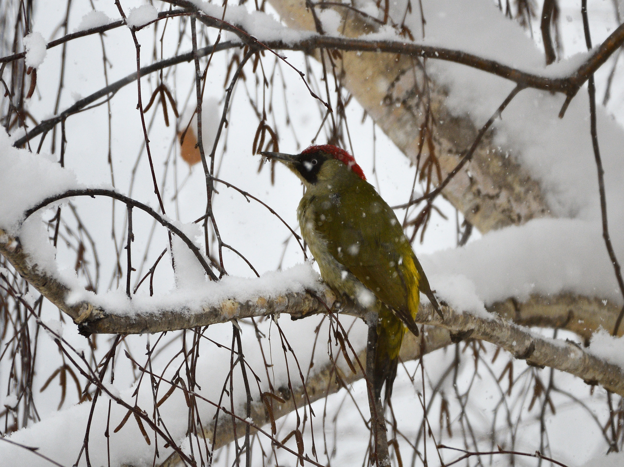 Green woodpecker in the snowfall
