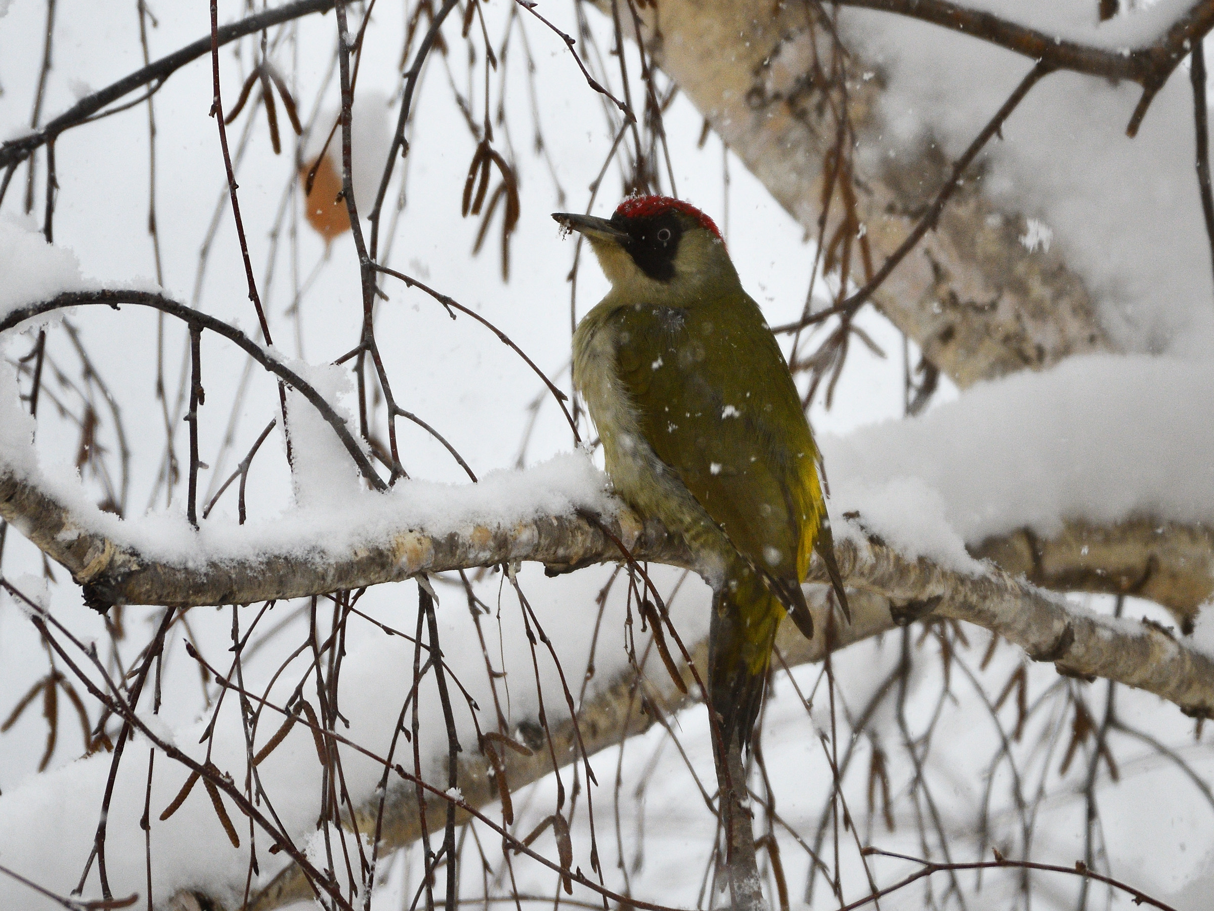 Green woodpecker in the snowfall