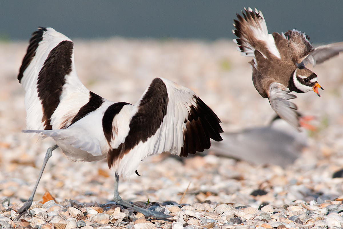 Avocetta e Corriere grosso