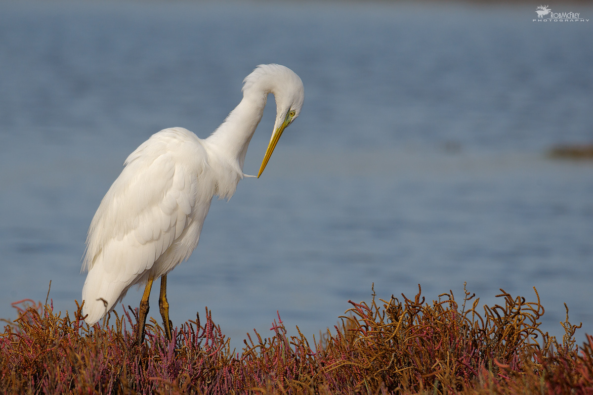 Airone Bianco Maggiore in pulizia