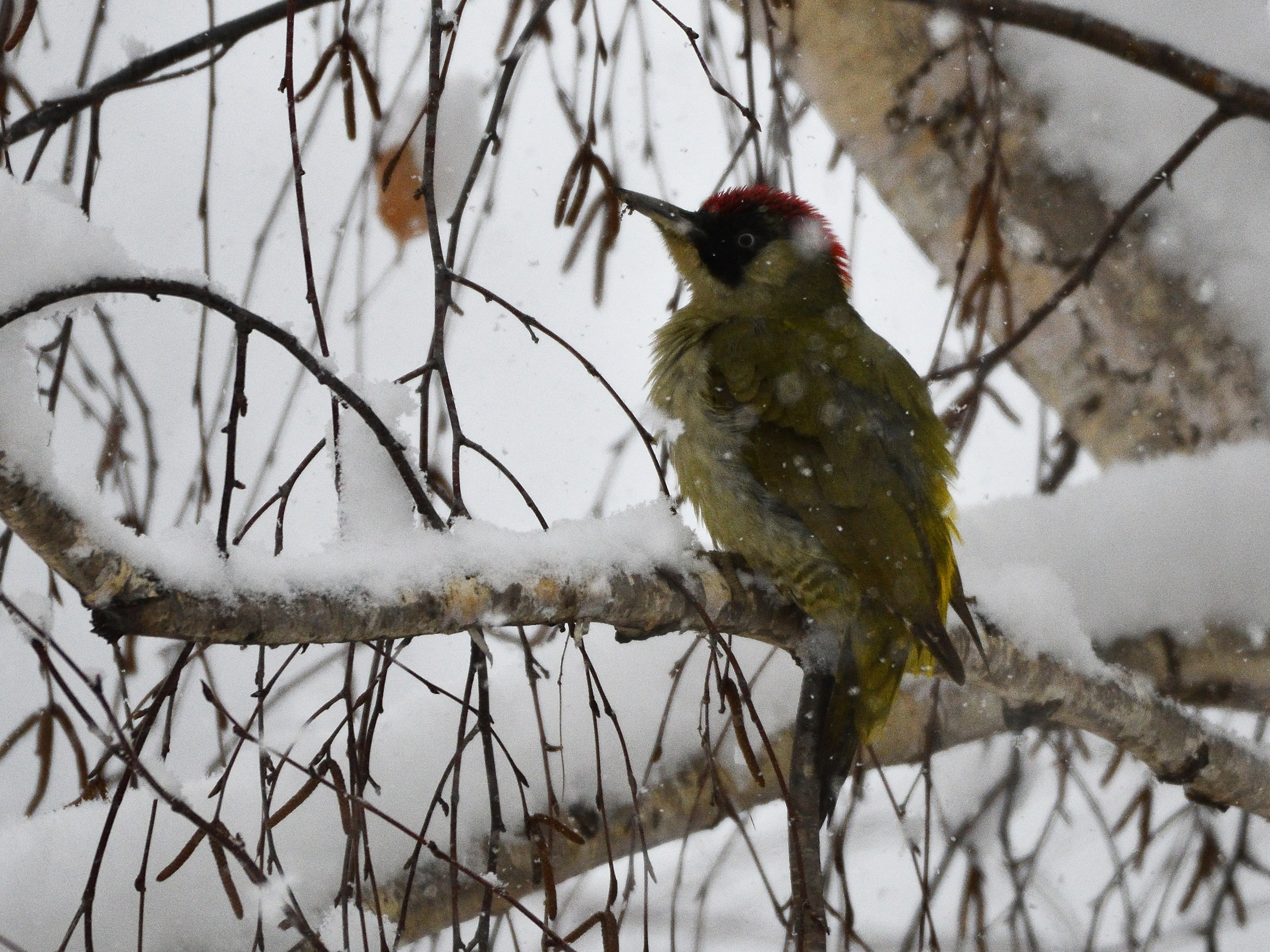 Ruffled green woodpecker during the snowfall
