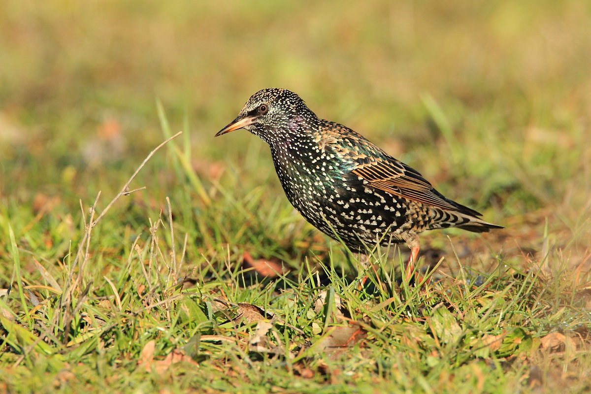 Sturnus vulgaris
