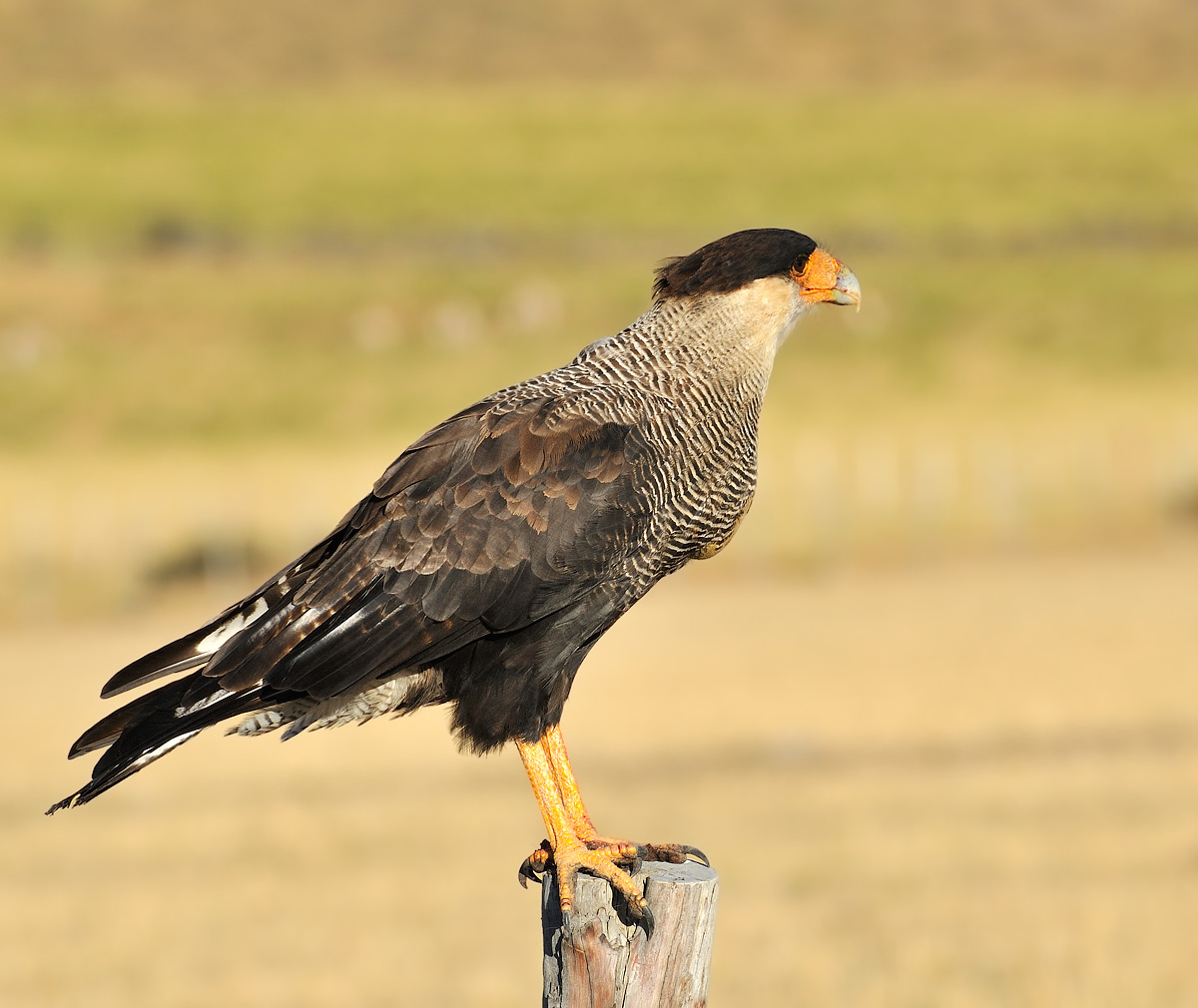 Crested Caracara