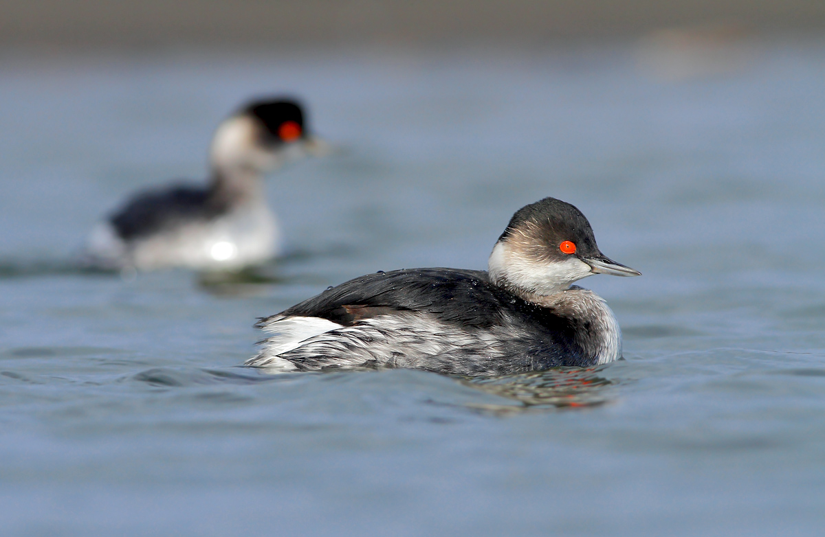 Small grebes