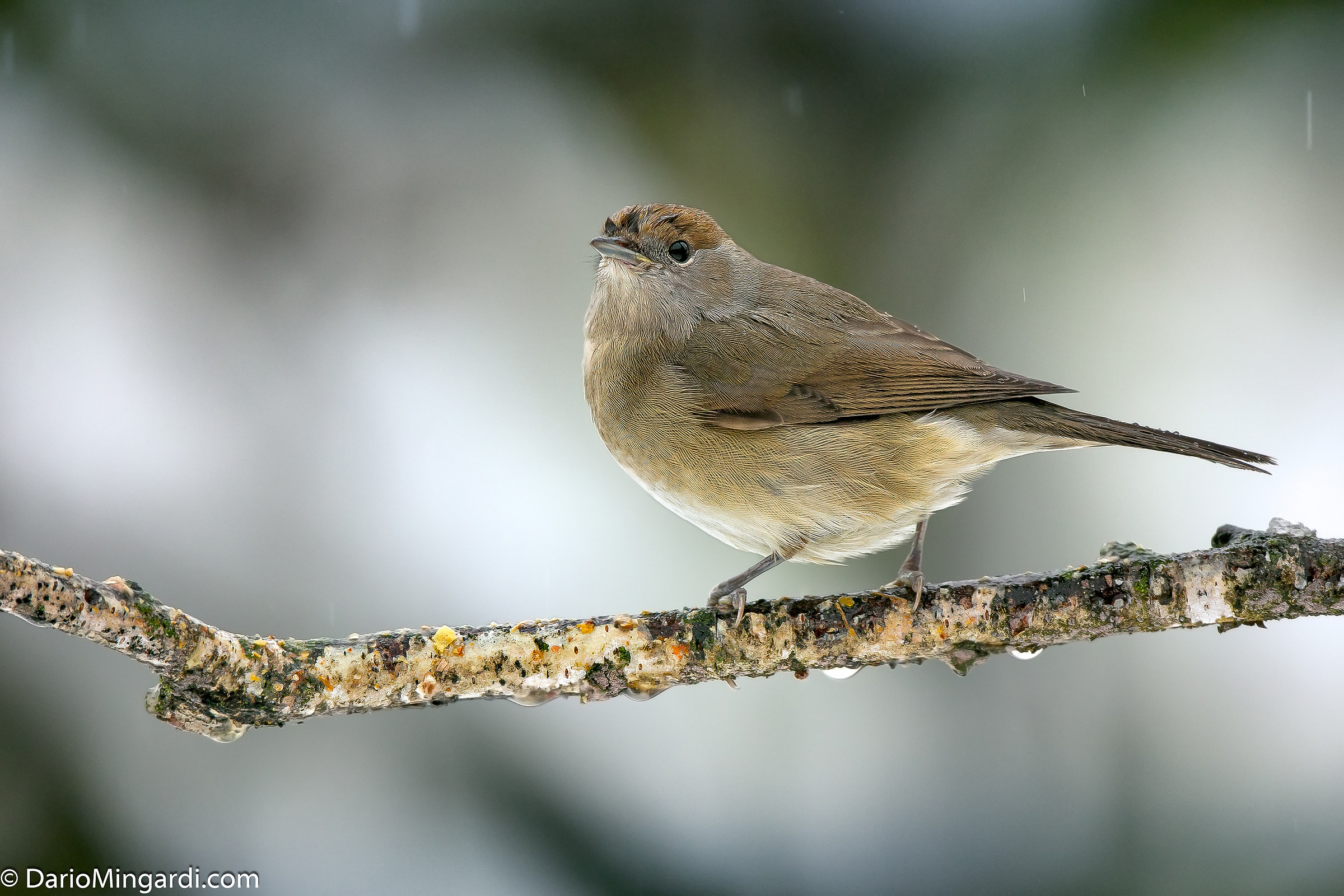 Capinera...dopo la nevicata piove