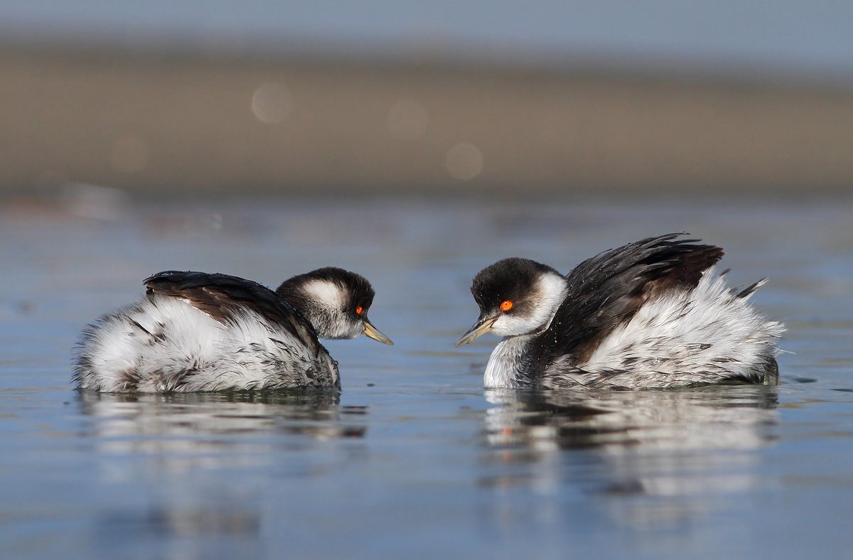 Small grebes