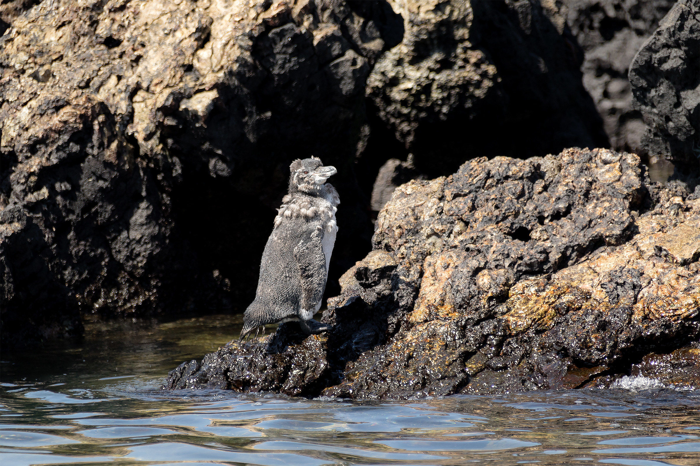 Pinguino spelacchiato