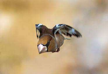 Coccothraustes coccothraustes