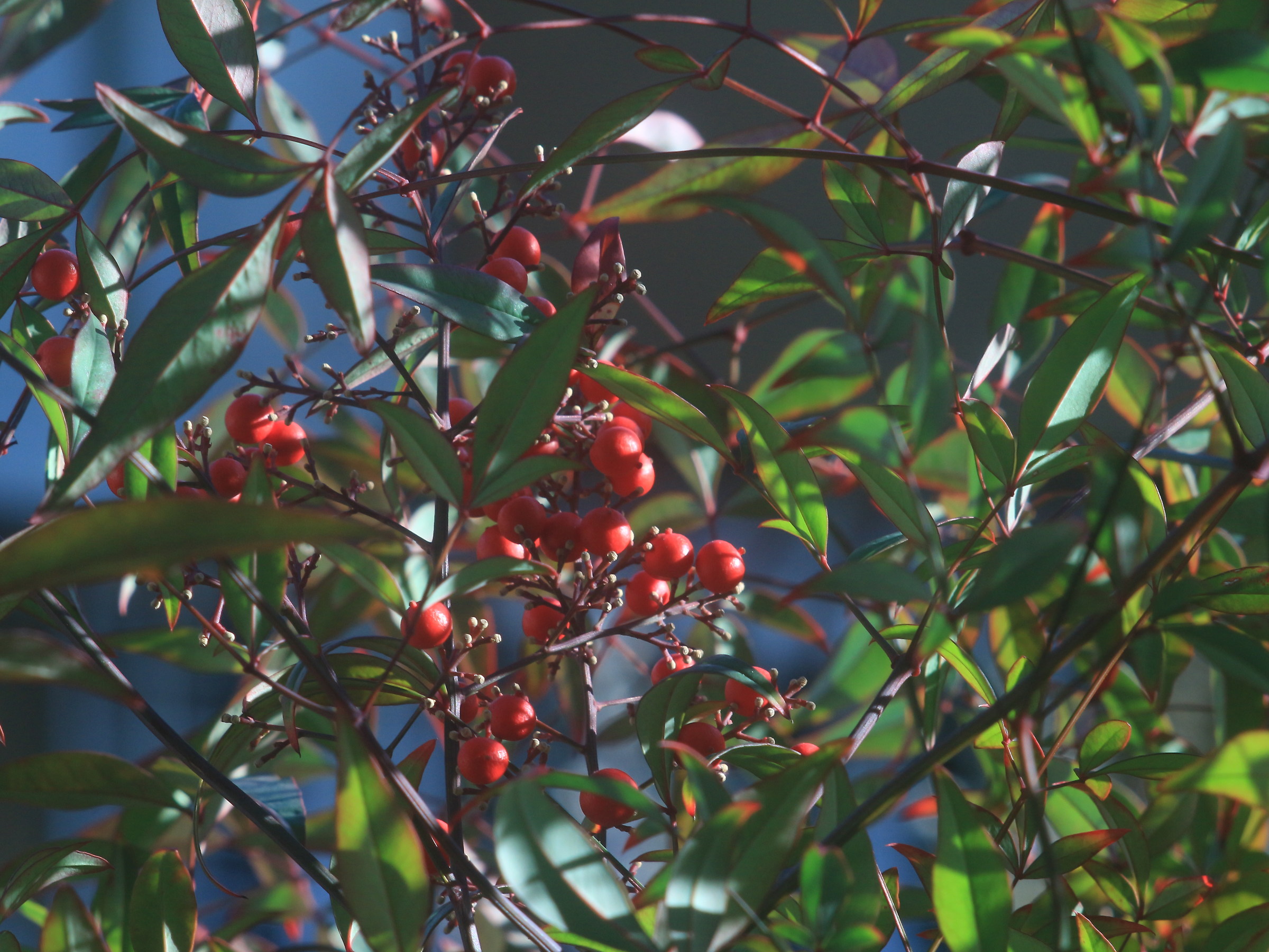 Berries