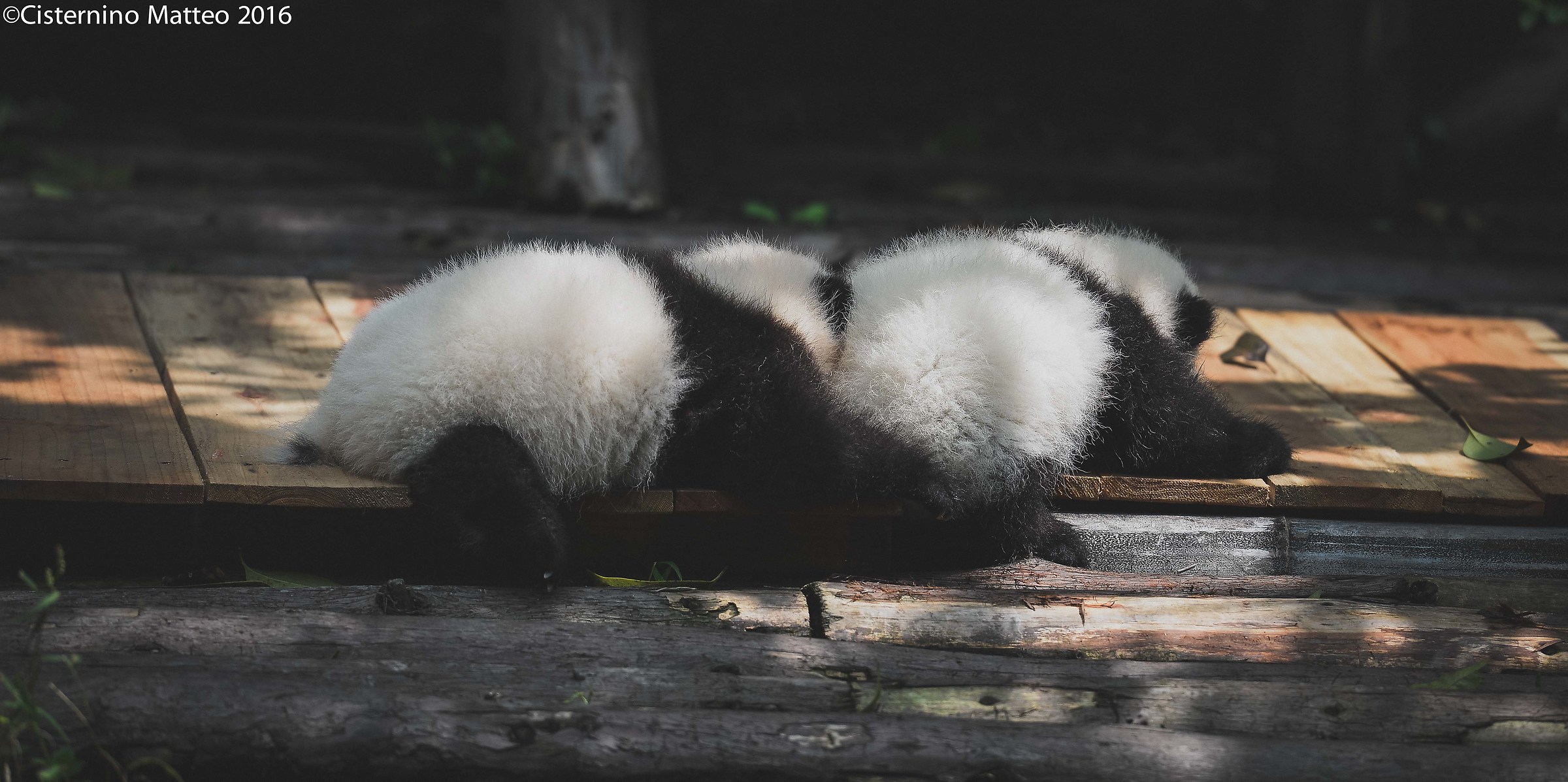 Giant Panda Breeding Research Base, Chengdu, China