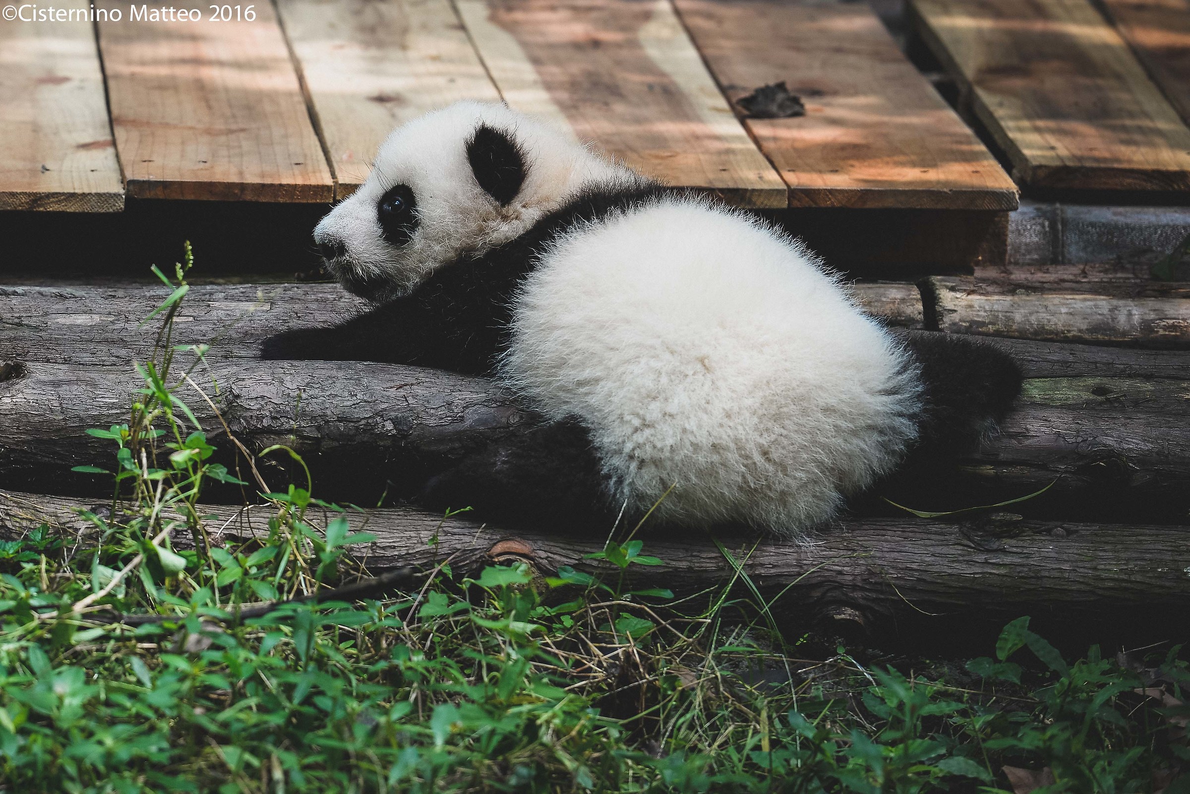 Giant Panda Breeding Research Base, Chengdu, China