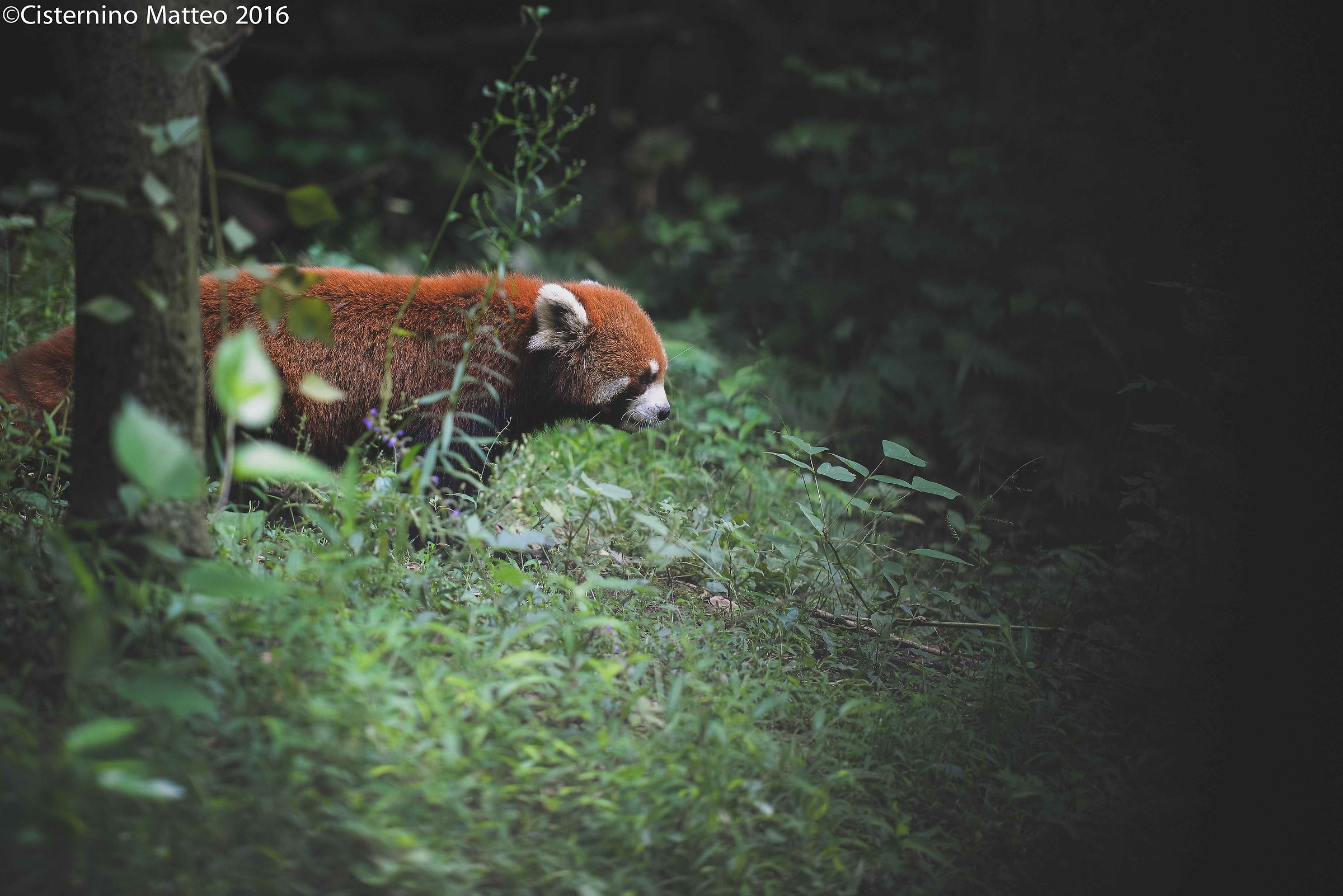 Giant Panda Breeding Research Base, Chengdu, China