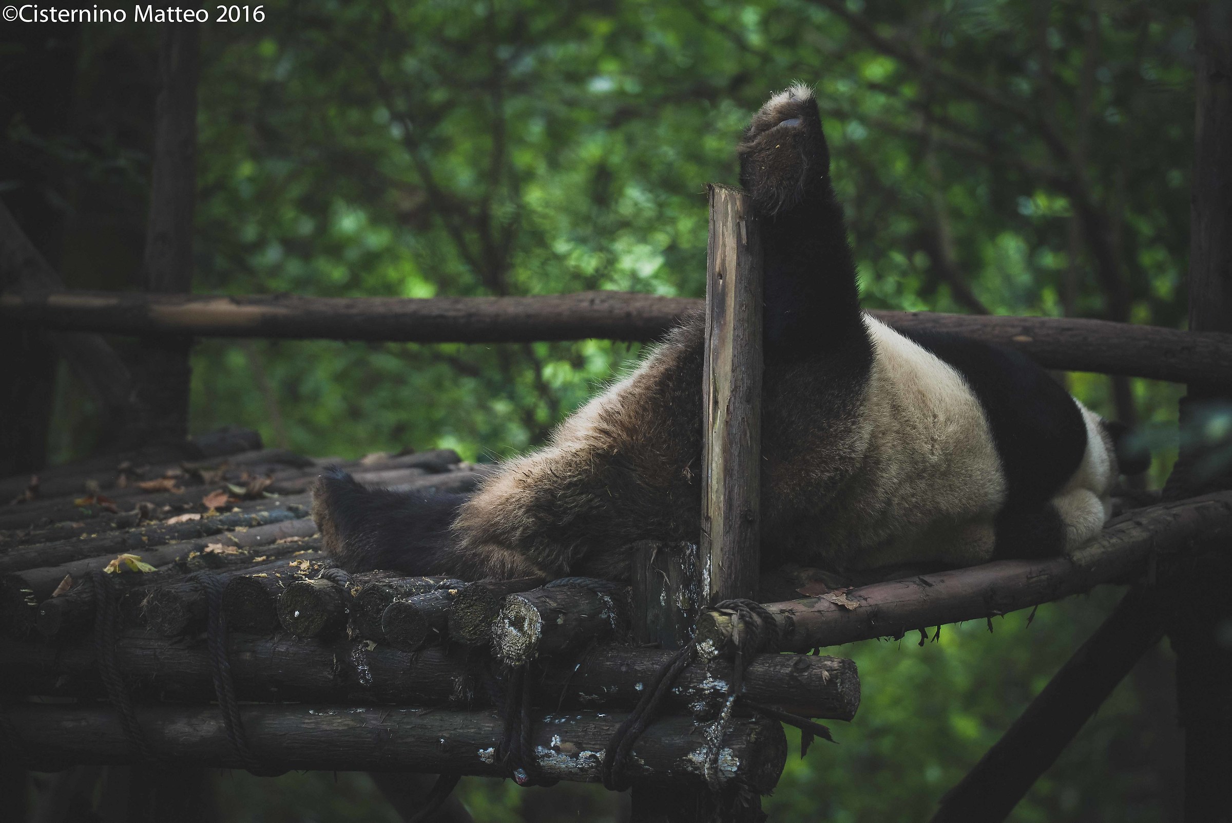 Giant Panda Breeding Research Base, Chengdu, China