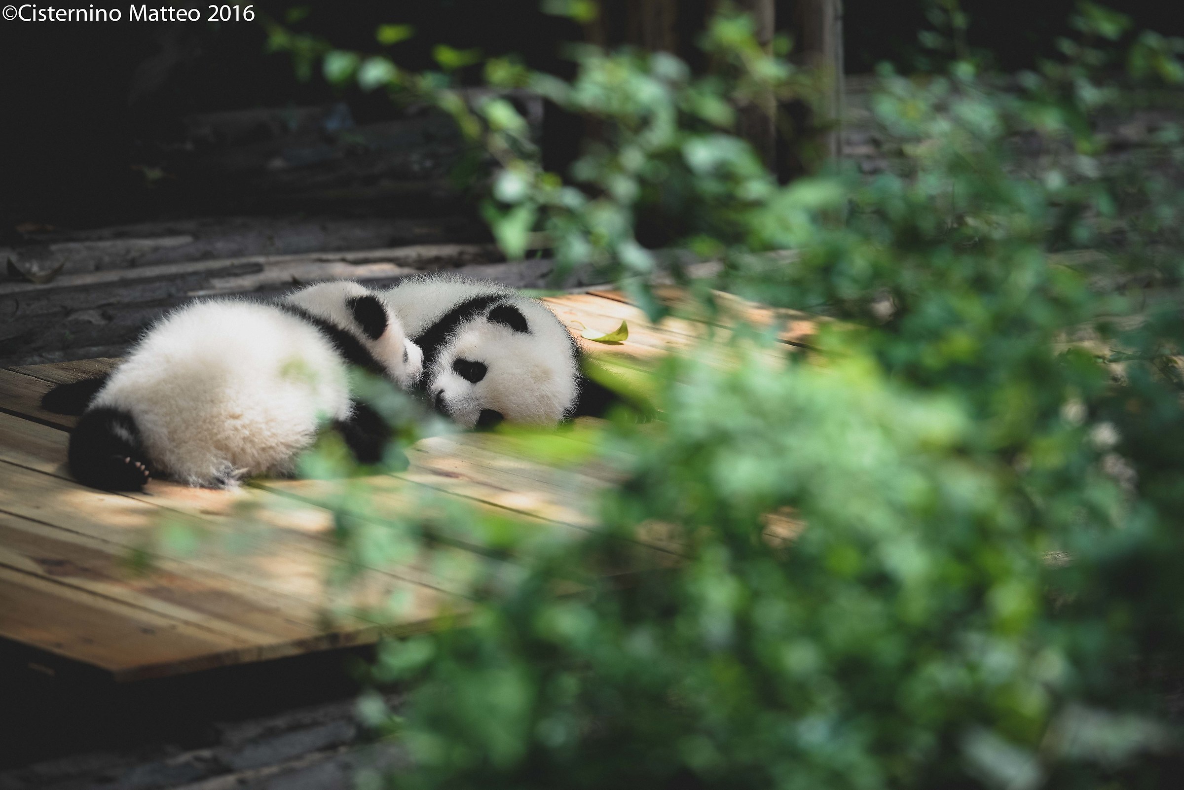 Giant Panda Breeding Research Base, Chengdu, China