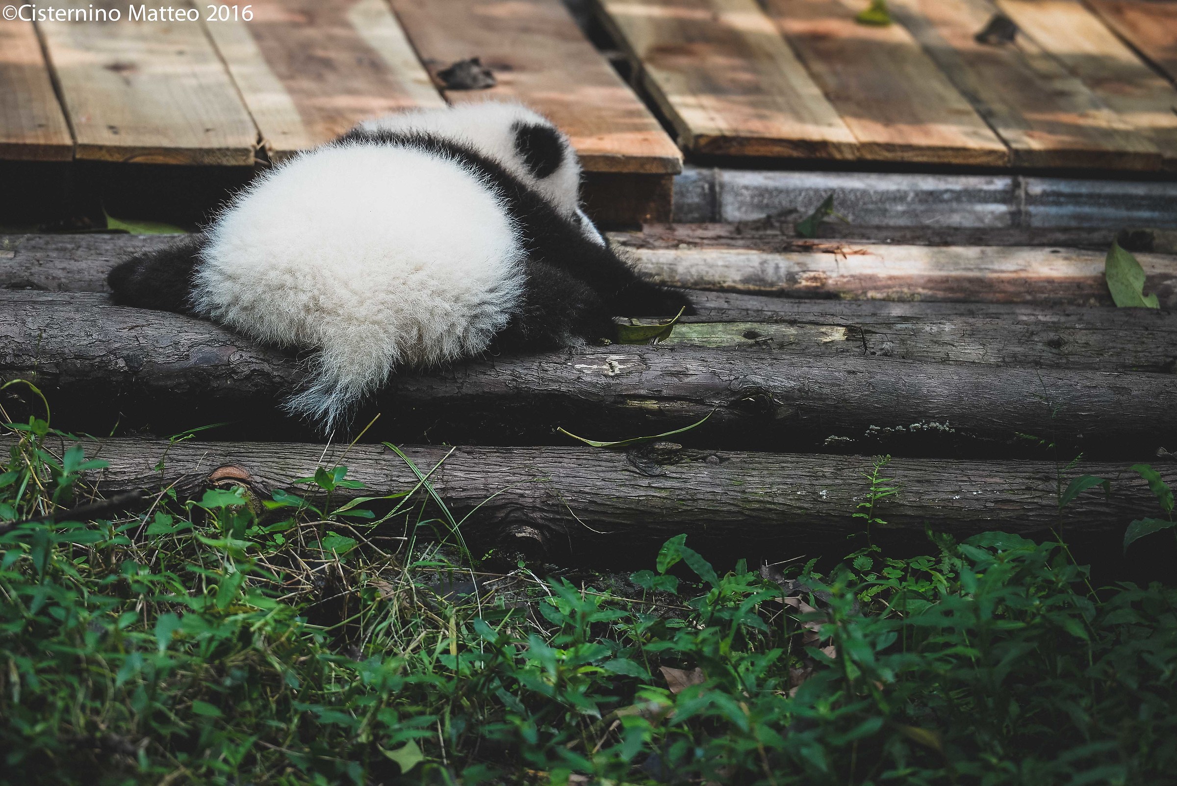 Giant Panda Breeding Research Base, Chengdu, China