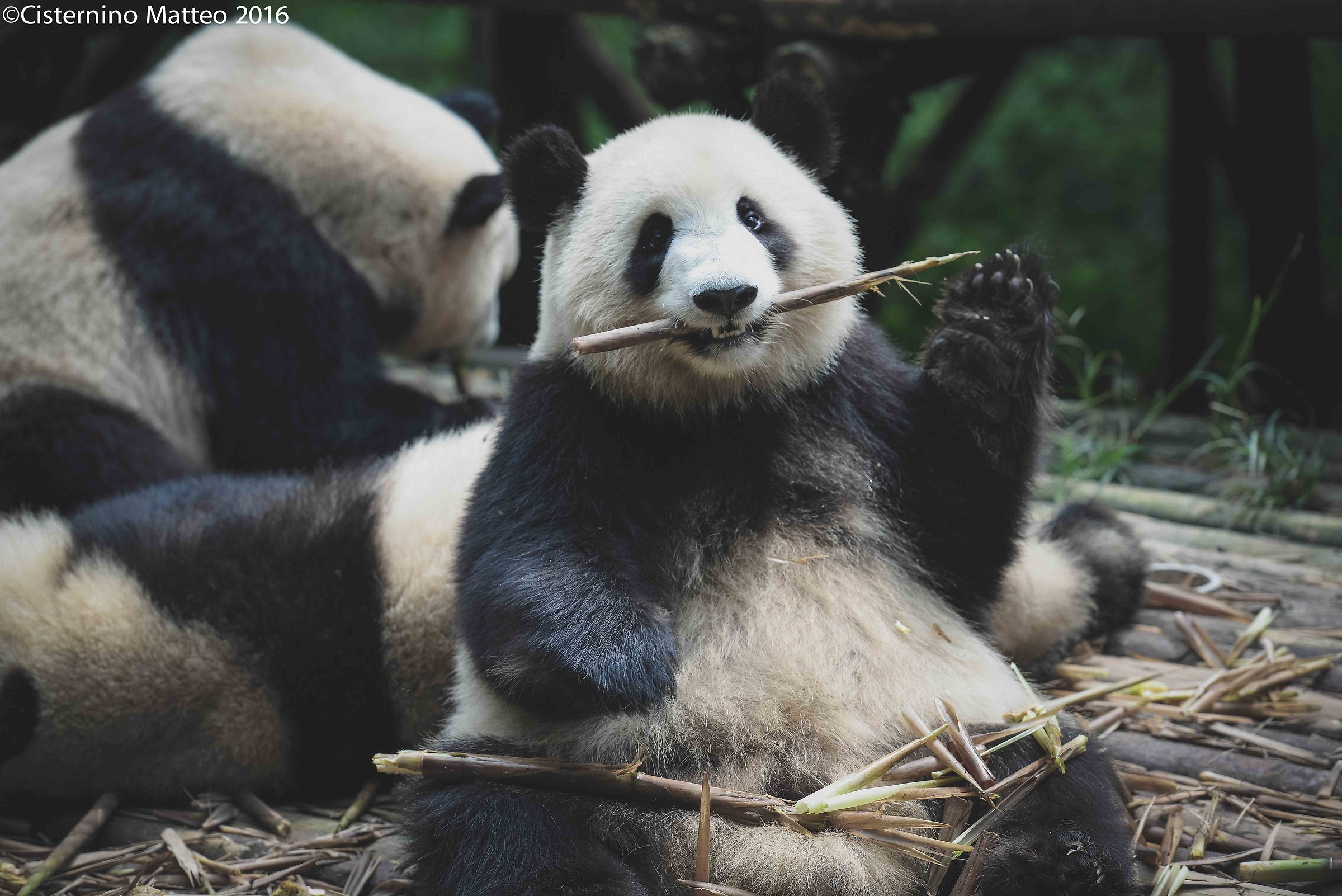 Giant Panda Breeding Research Base, Chengdu, China