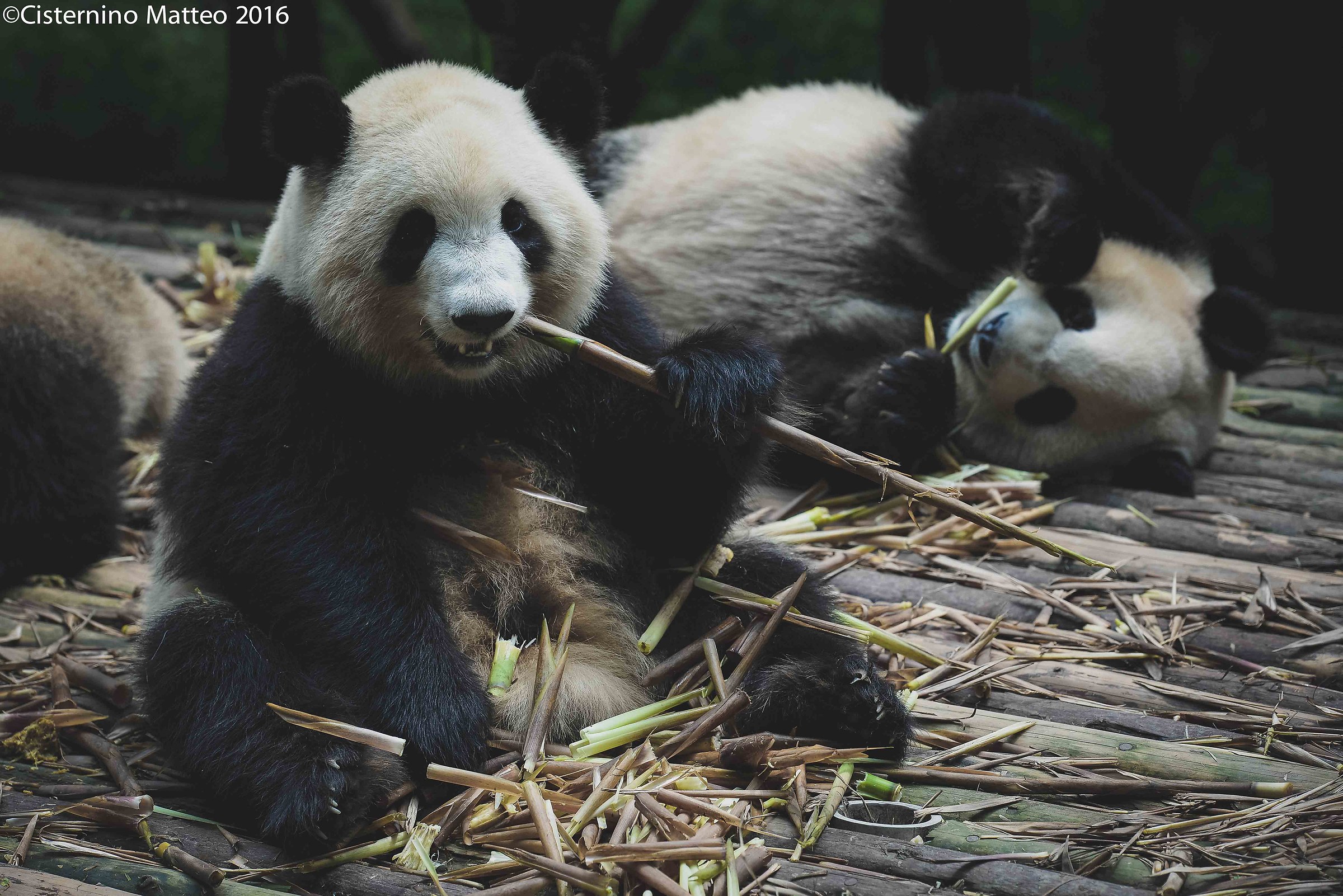 Giant Panda Breeding Research Base, Chengdu, China