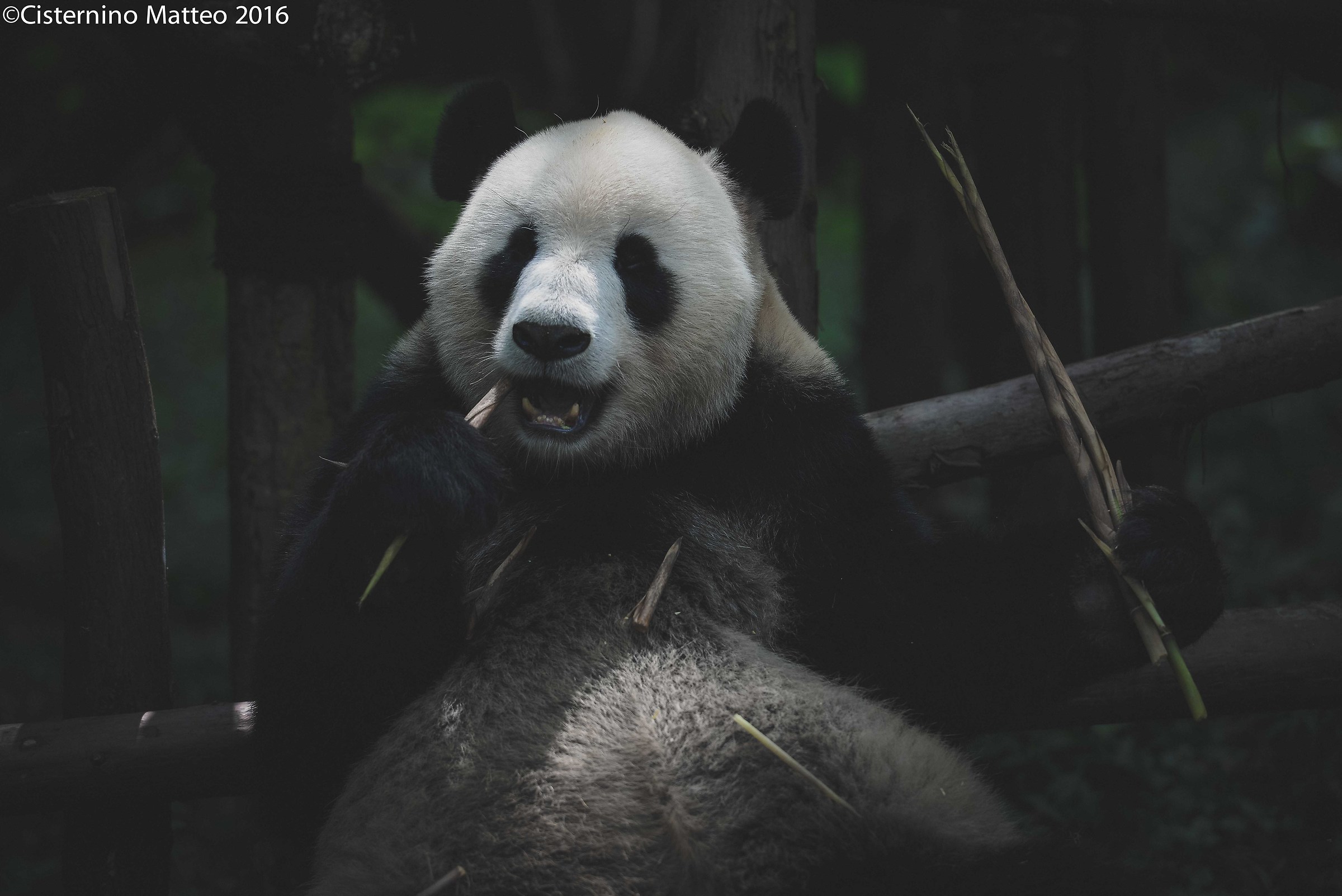 Giant Panda Breeding Research Base, Chengdu, China